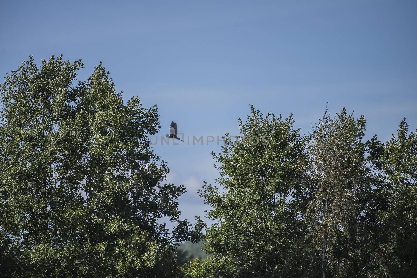 Image is shot from a boat in the Rj��r-river in Torpe-valley, (in Norwegian: Torpedalen), Norway