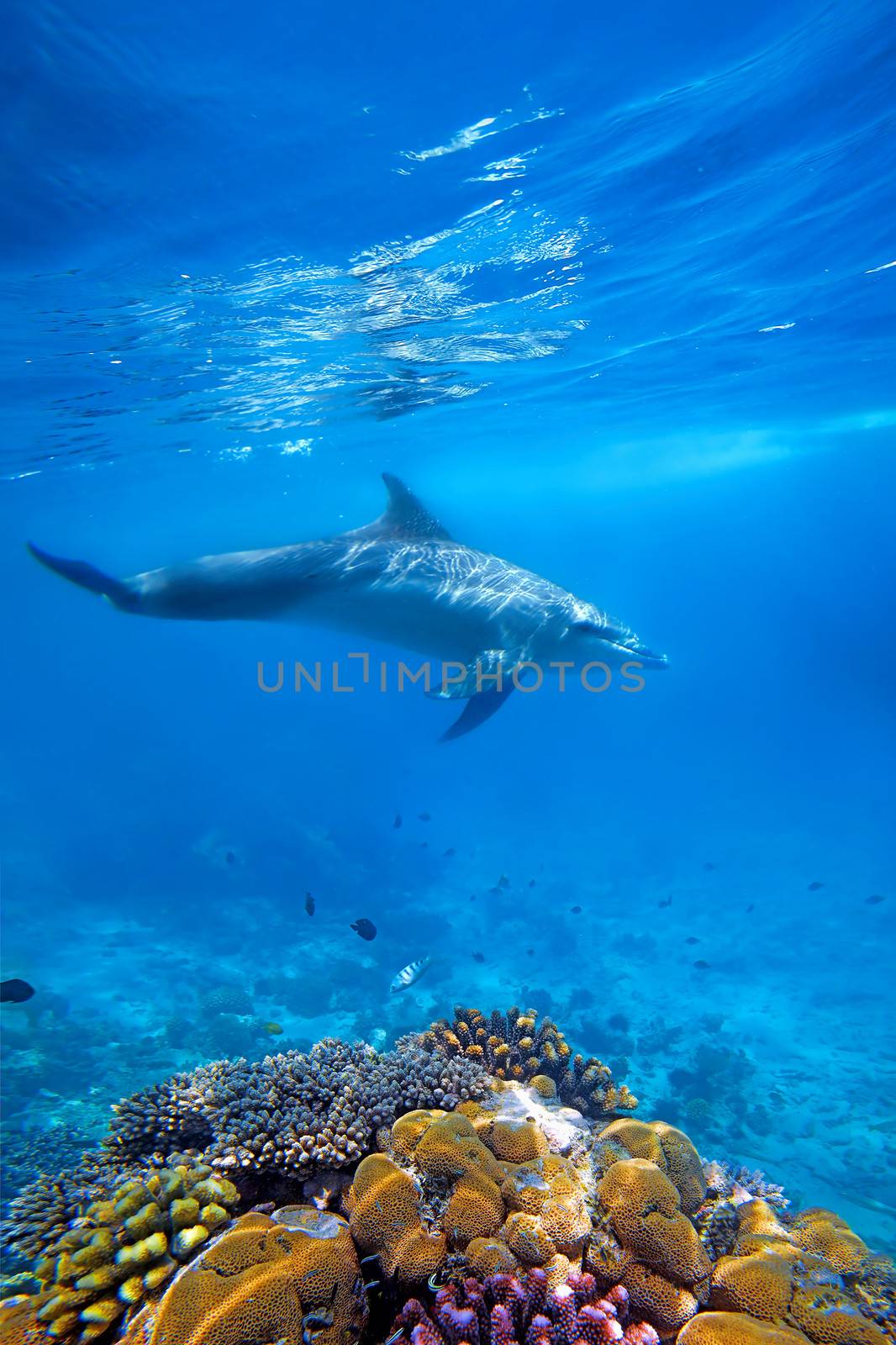 Wild Dolphin and corals in blue ocean of Zanzibar