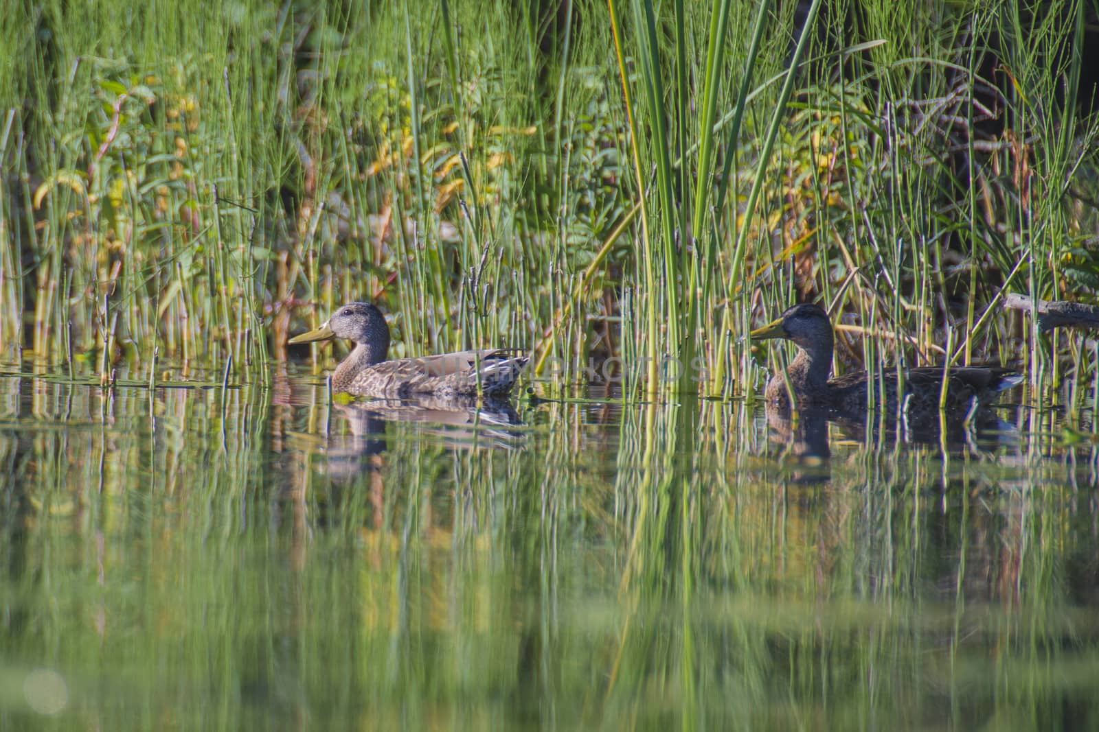 Image is shot from a boat in the Rj��r-river in Torpe-valley, (in Norwegian: Torpedalen), Norway