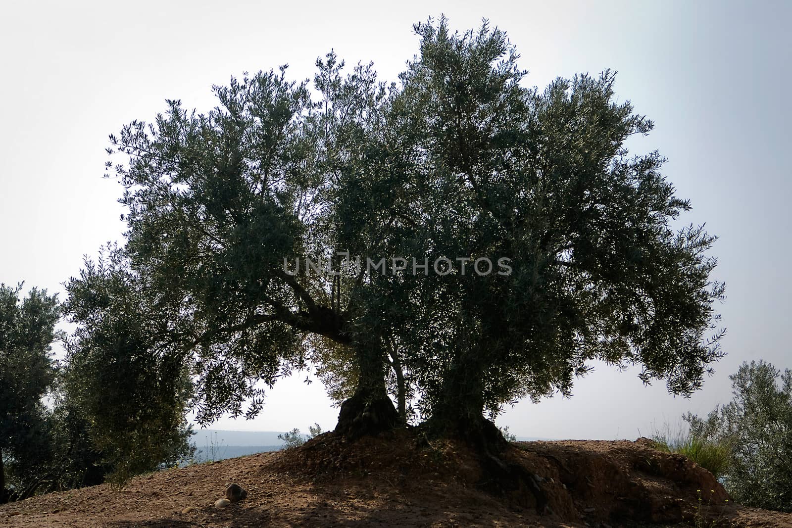 Olive tree from the picual variety near Jaen, Spain
