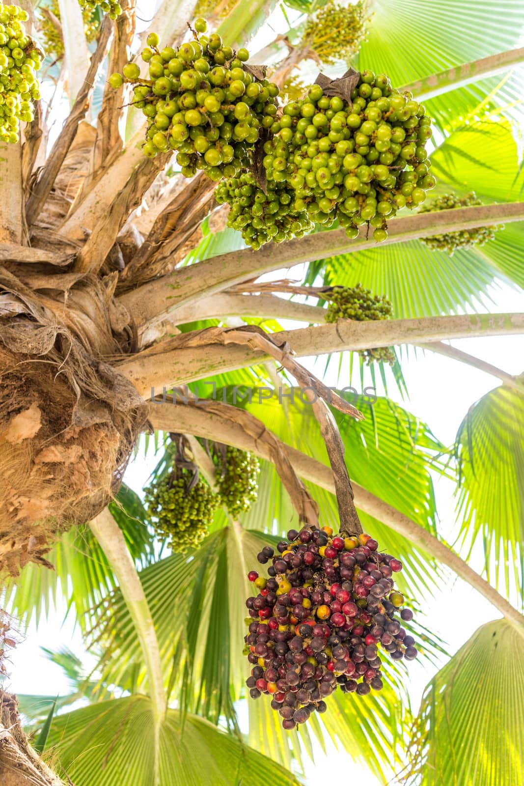 Phoenix dactylifera, also known as date palm, bearing edible sweet fruit.