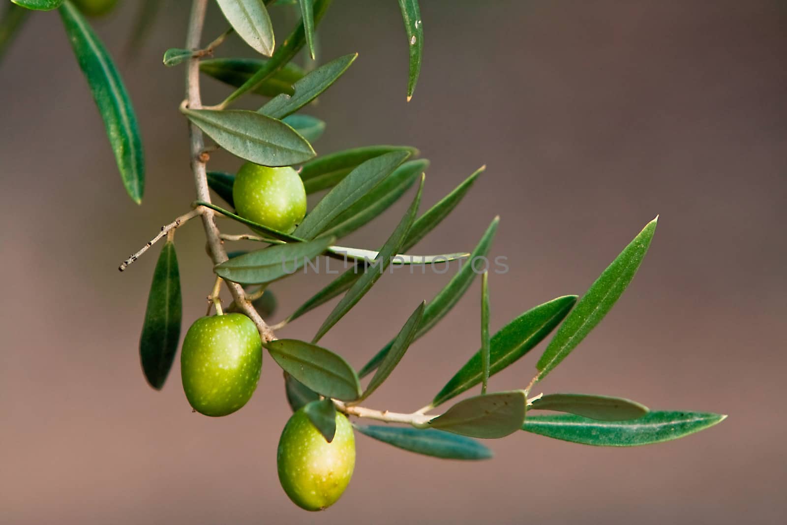 green olives on branch with leaves, Jaen, Spain