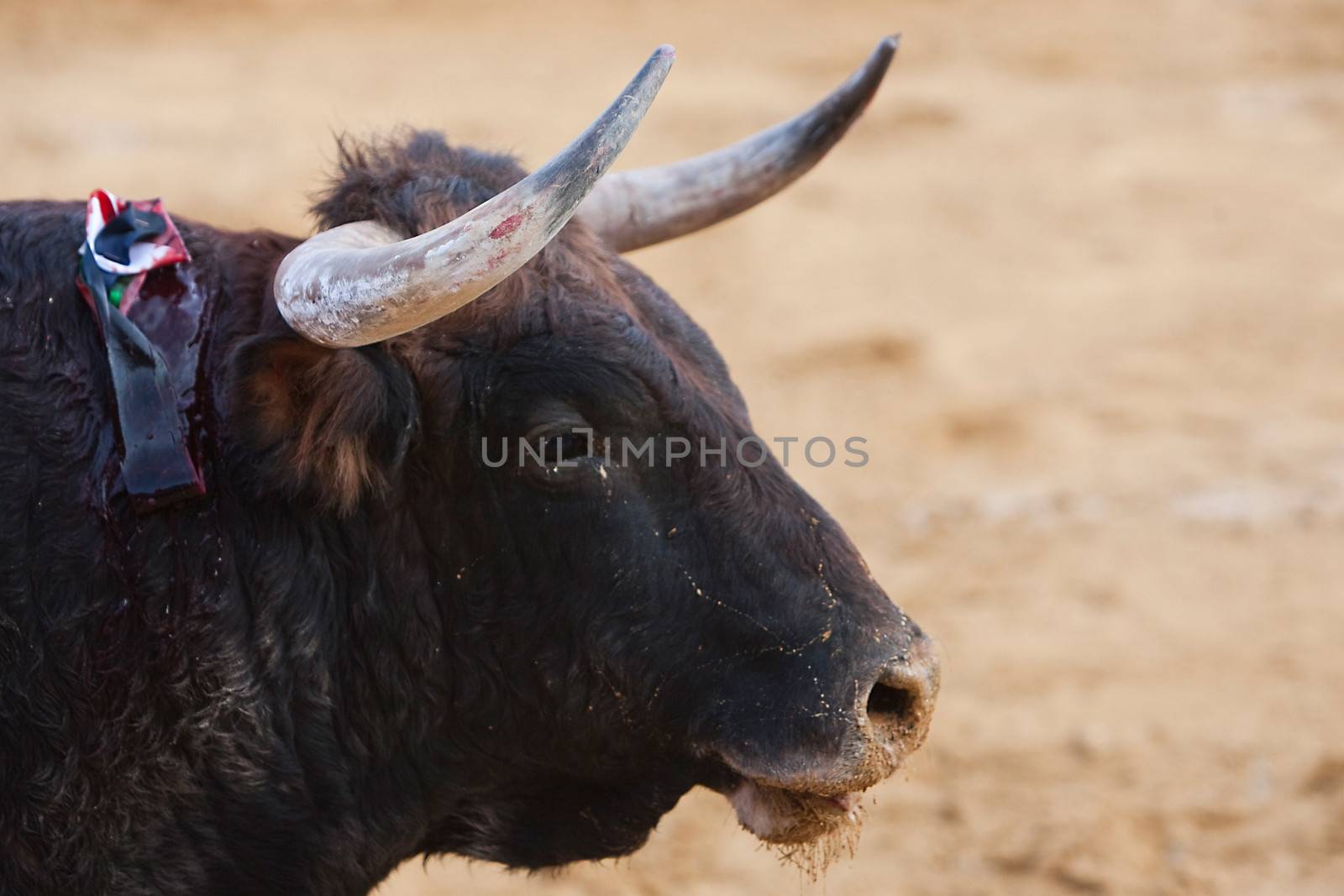 Capture of the figure of a brave bull in a bullfight, Spain