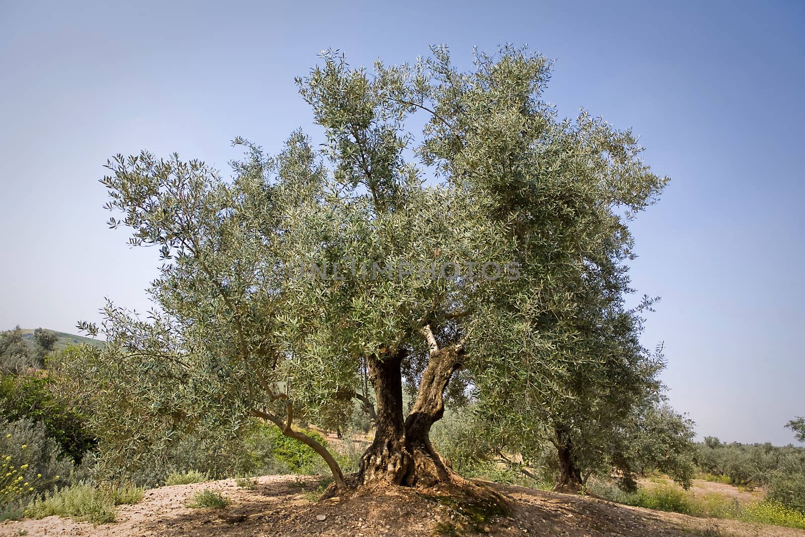 Olive tree from the picual variety near Jaen, Spain