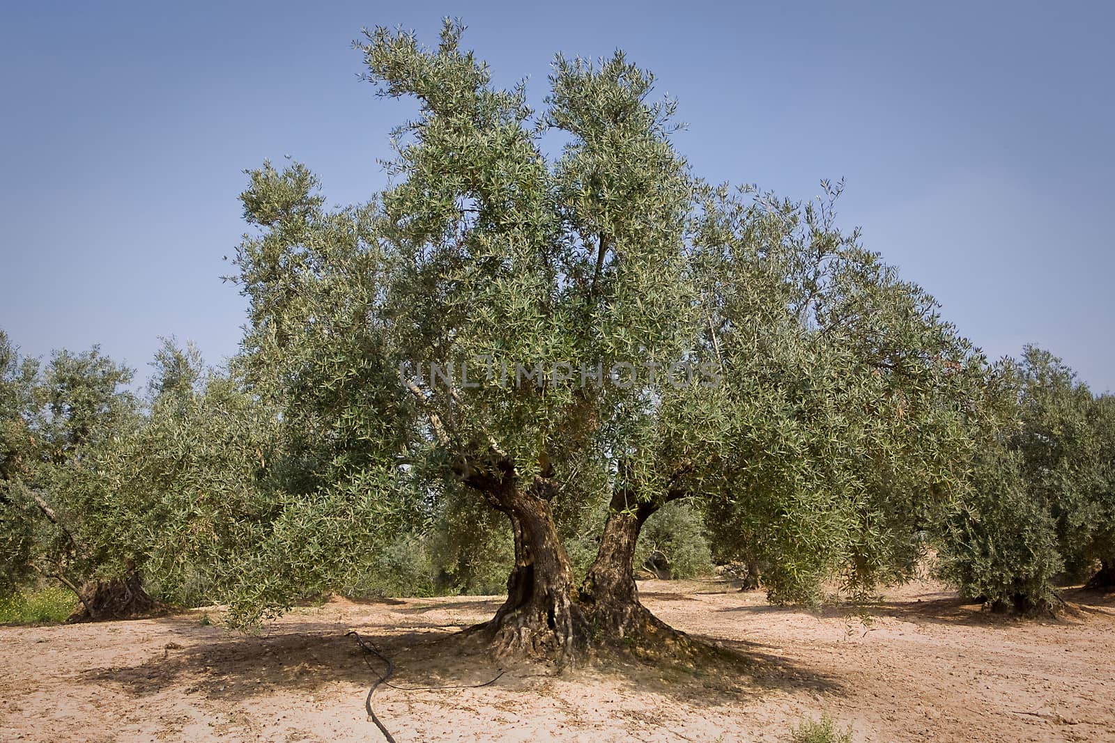 Olive tree from the picual variety near Jaen, Spain