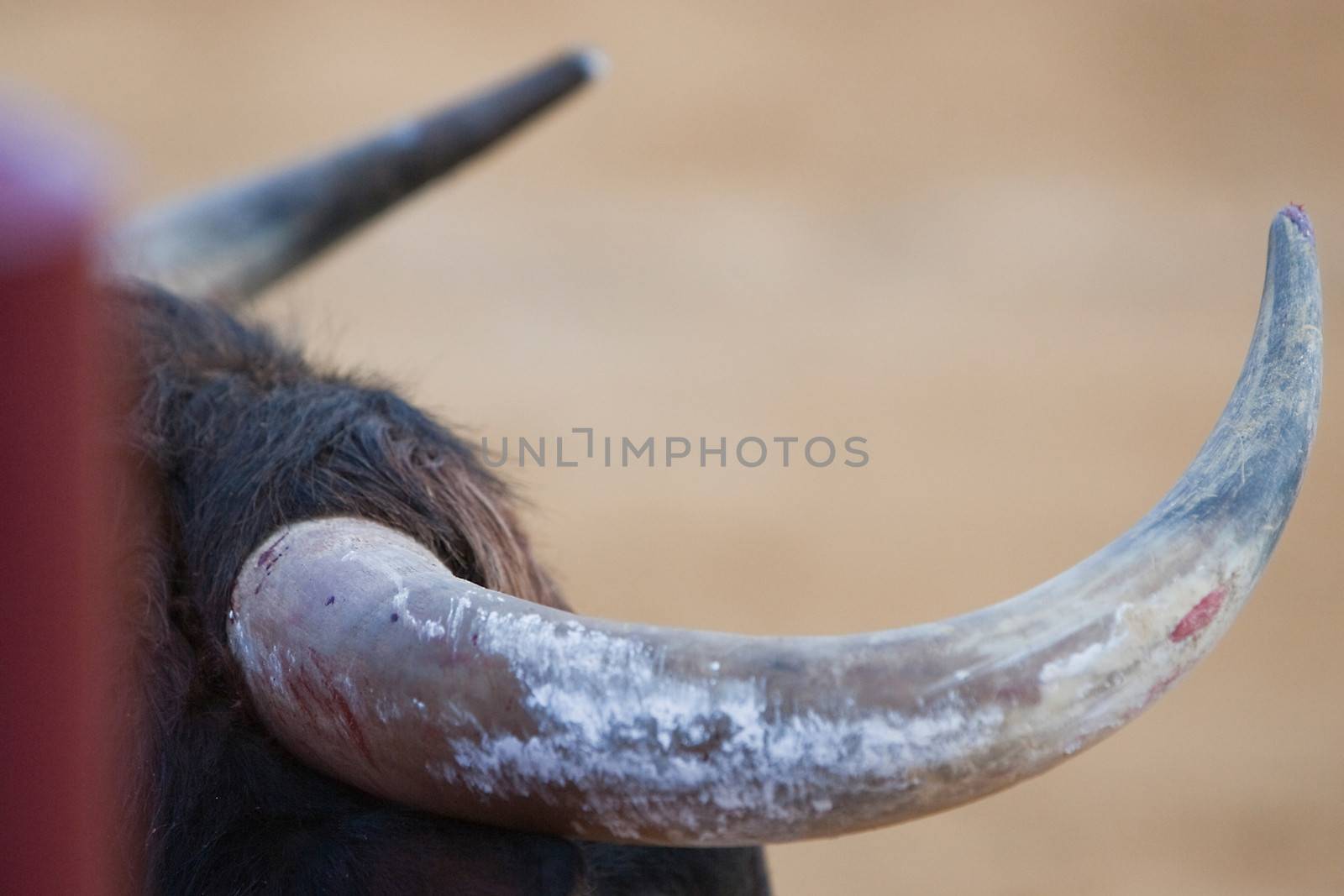 detail of the horns of a brave bull in a bullfight, Spain