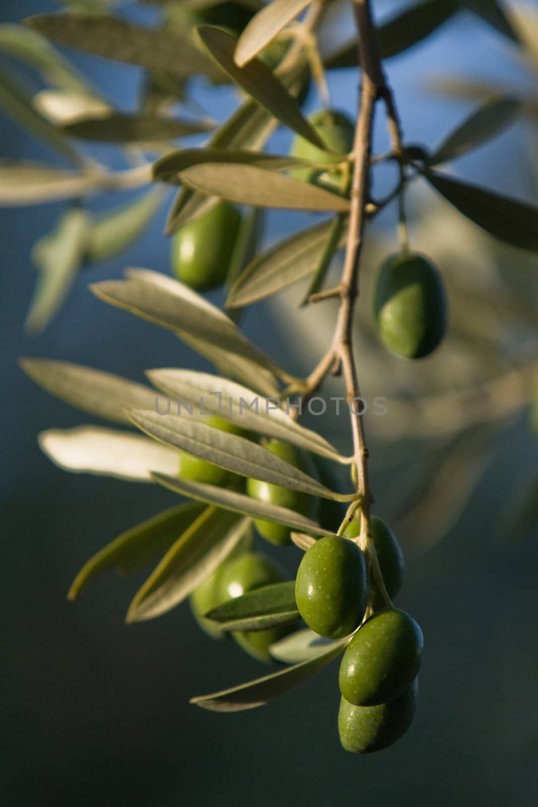 green olives on branch with leaves, Jaen, Spain
