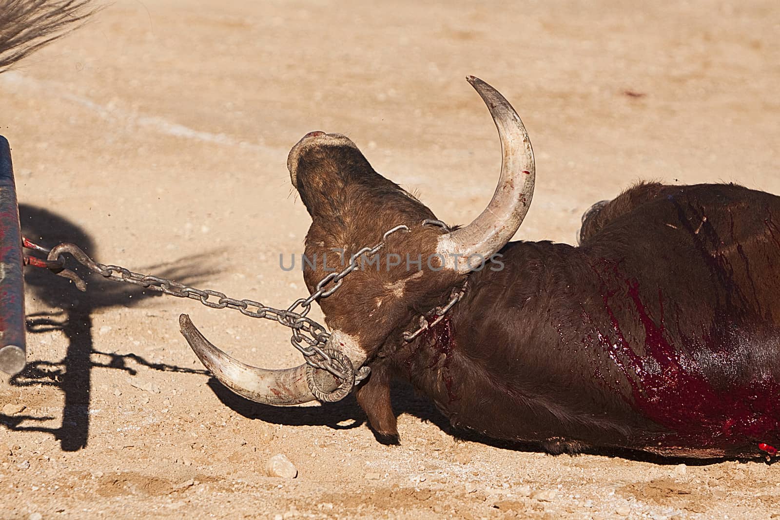 Dragging of the bull died after the fight in the bullring of Baeza, province of Jaen, Spain