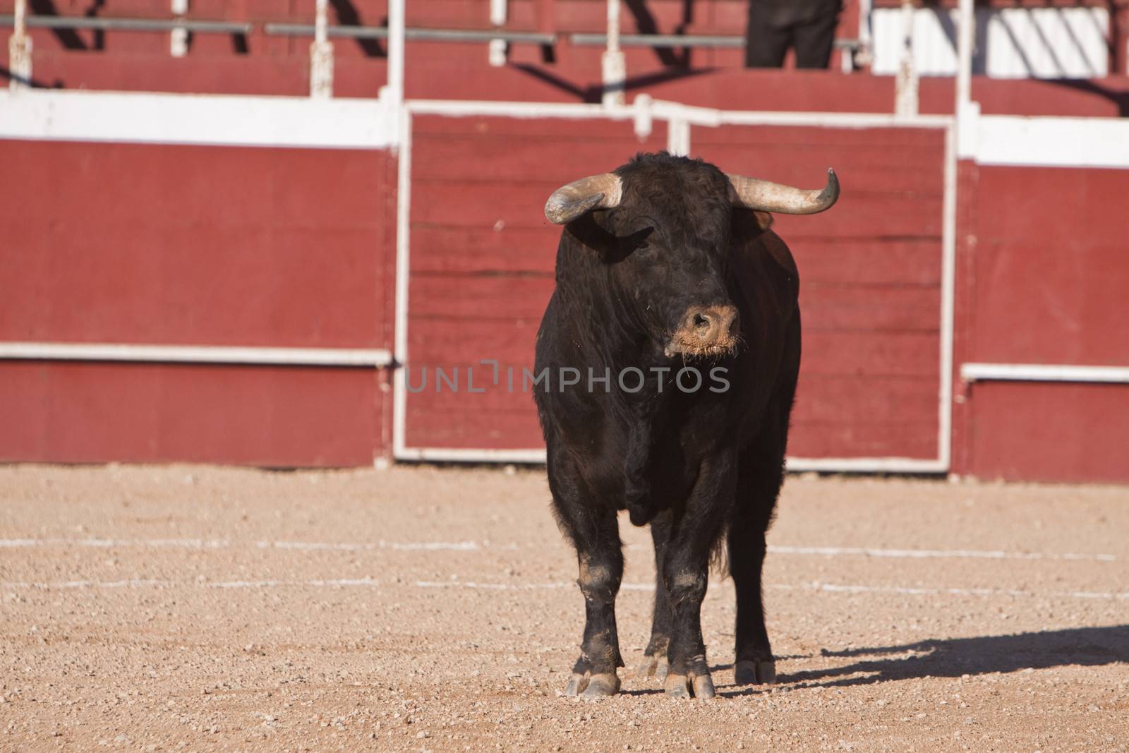 Capture of the figure of a brave bull in a bullfight, Spain