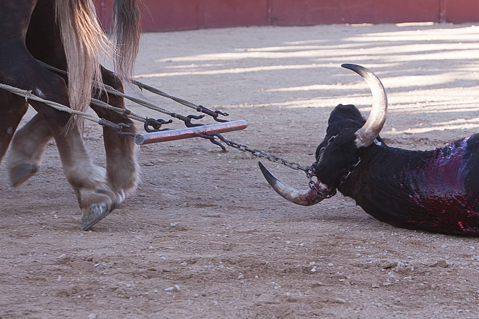Dragging of the bull died after the fight in the bullring of Baeza, province of Jaen, Spain