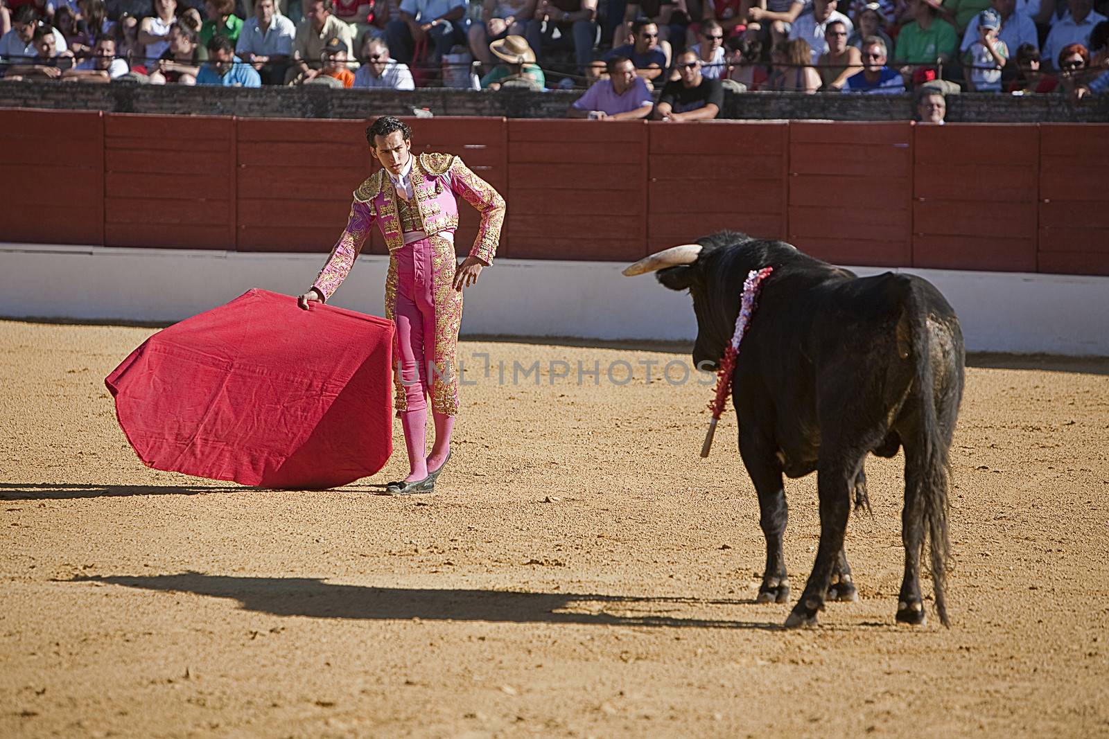 Bullfight in Baeza to the new values of the Andalusia bullfighting schools, Baeza, Jaen province, Andalusia, Spain, 