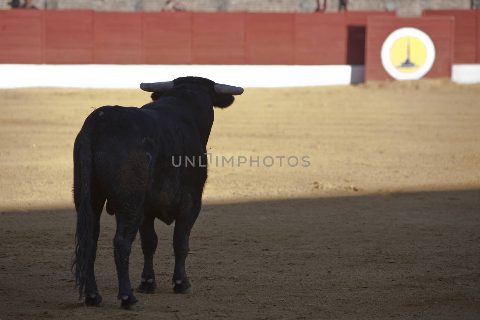 Capture of the silhouette of a brave bull in a bullfight, Spain