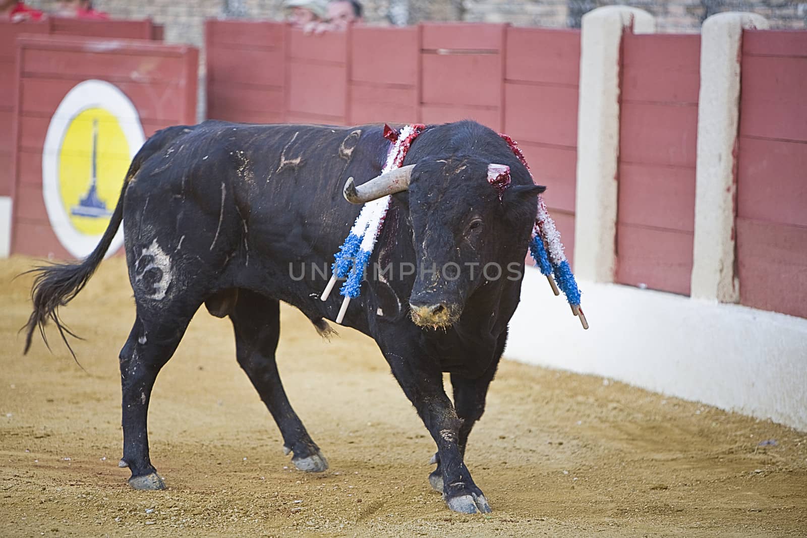 Capture of the figure of Brave bull with a fractured horn in a bullfight, Spain