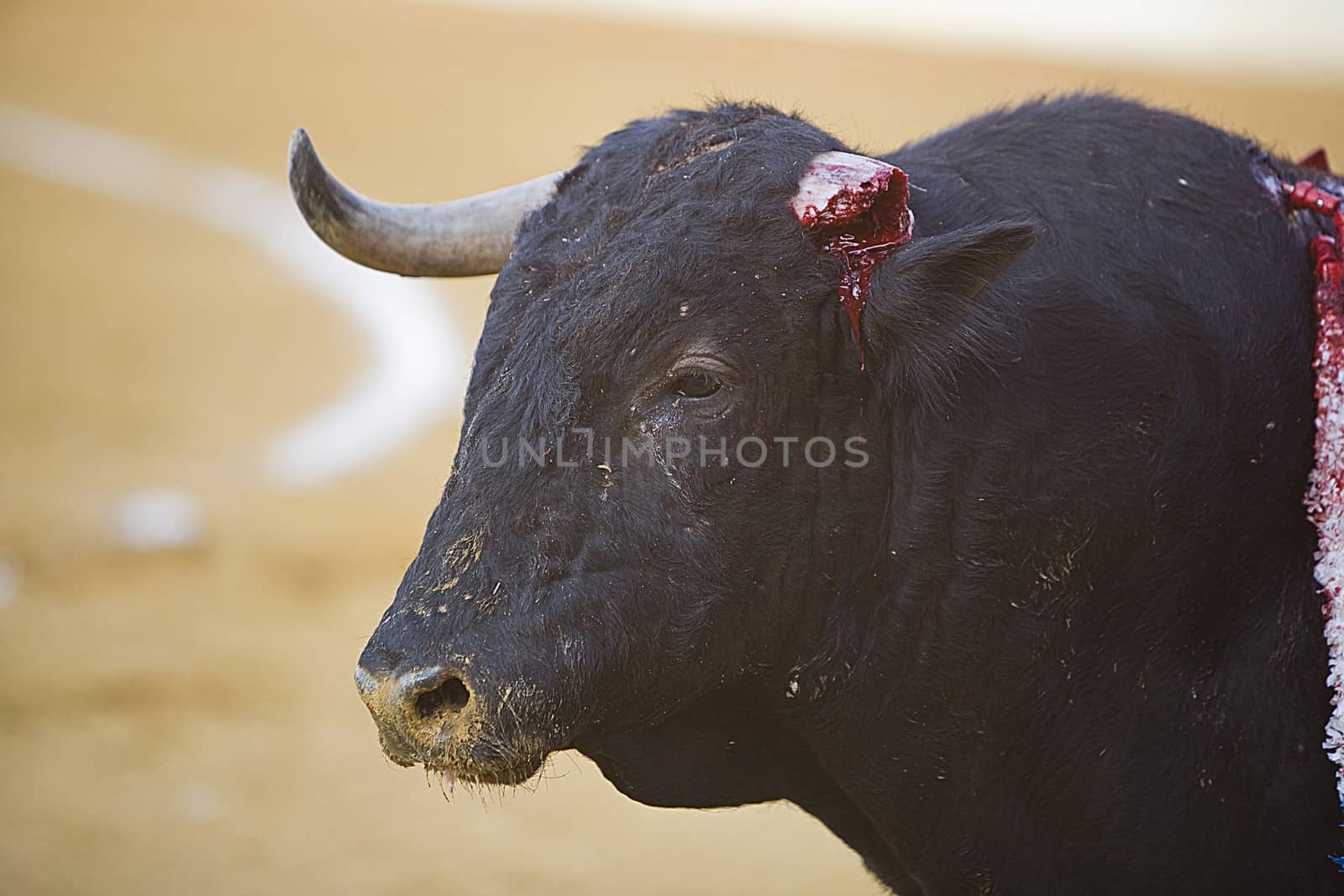 Capture of the figure of Brave bull with a fractured horn in a bullfight, Spain