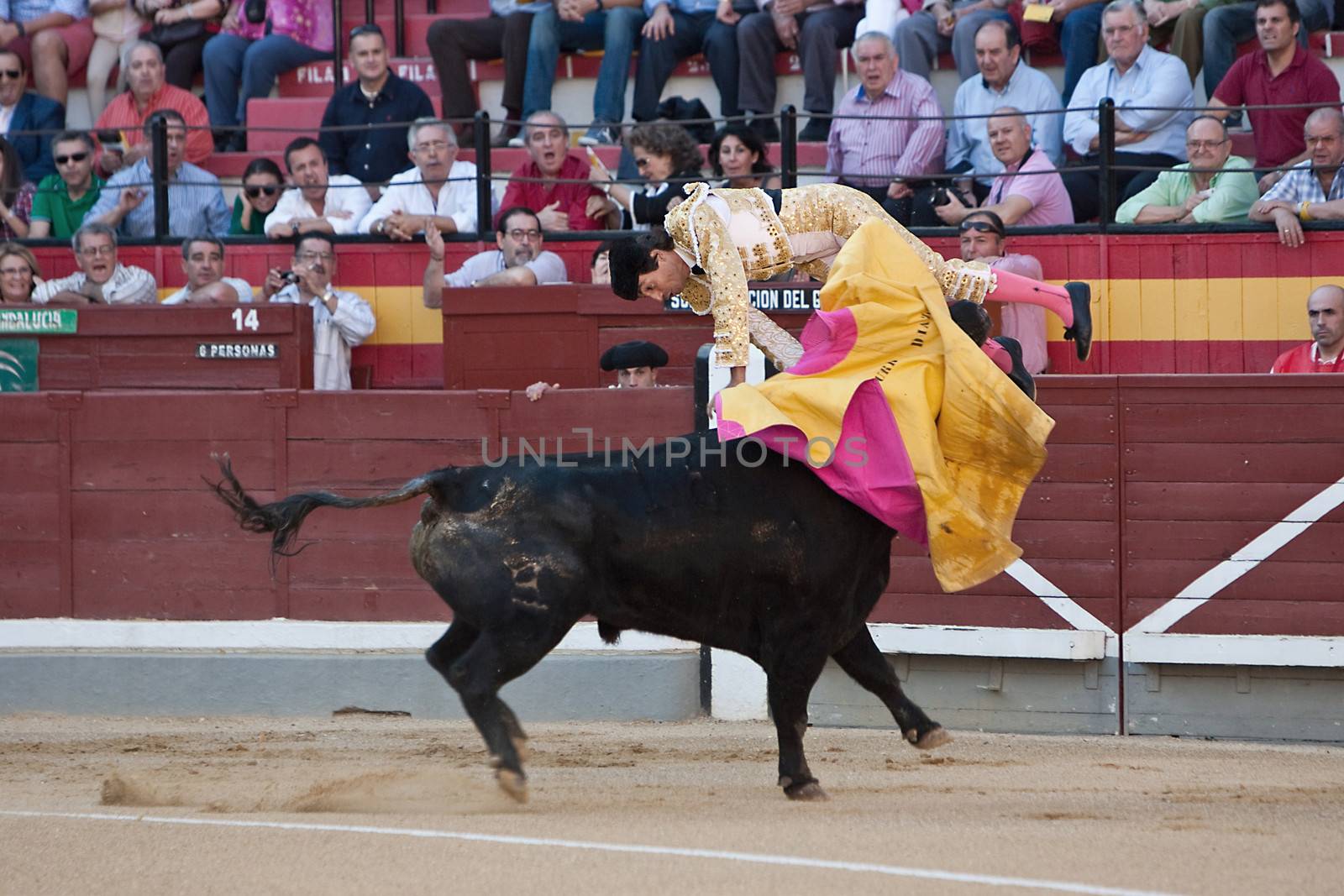 The bullfighter spanish Curro Diaz being caught by the bull, Jaen, Spain, 16 october 2011