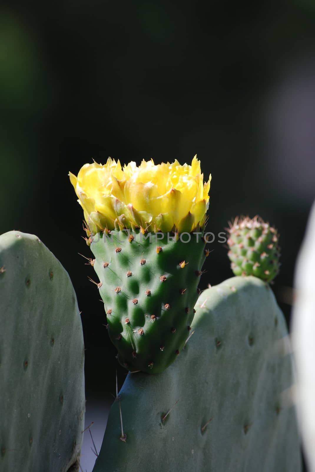 A detail of a prickly pear's flower.