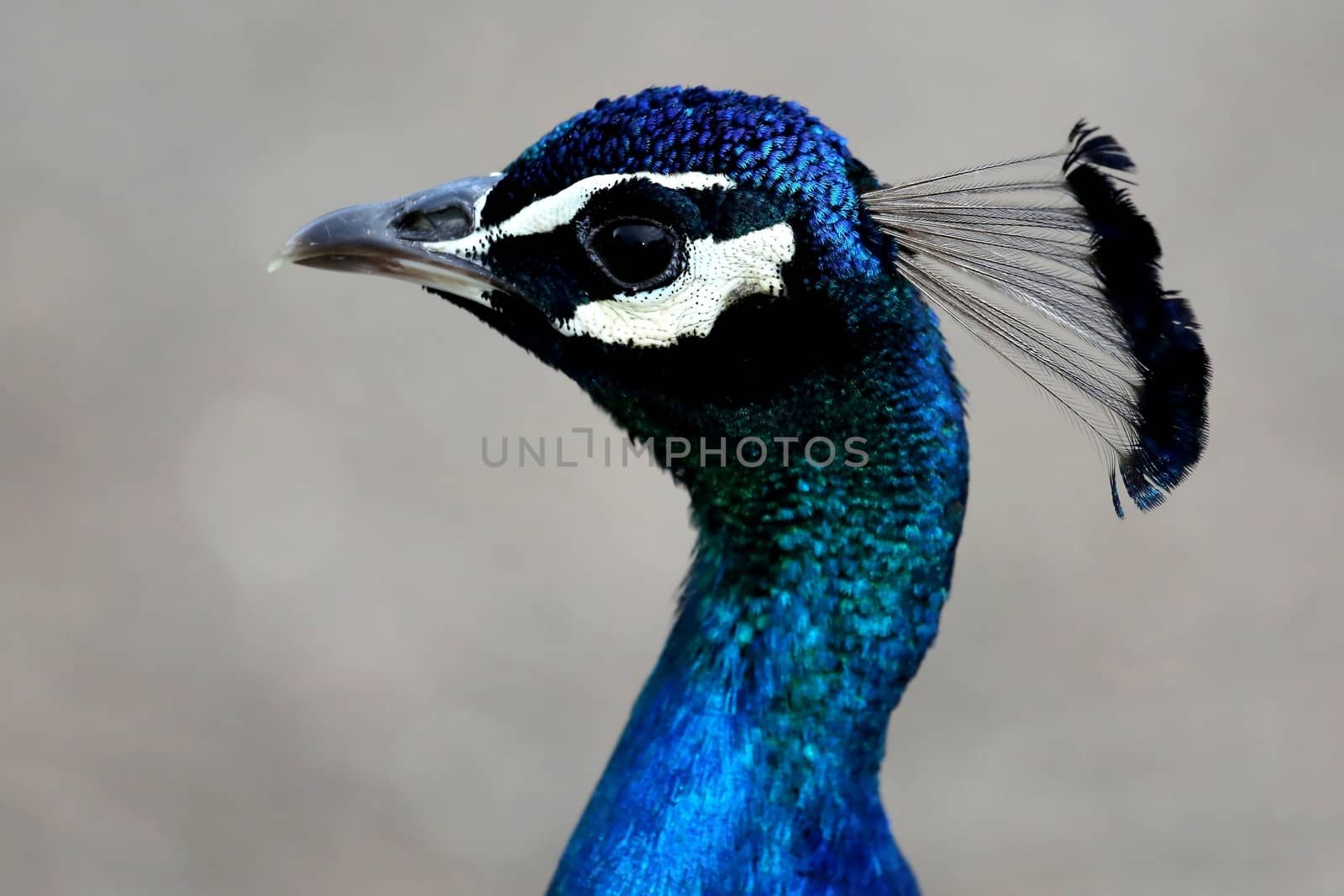 Peacock Bird Portrait by fouroaks