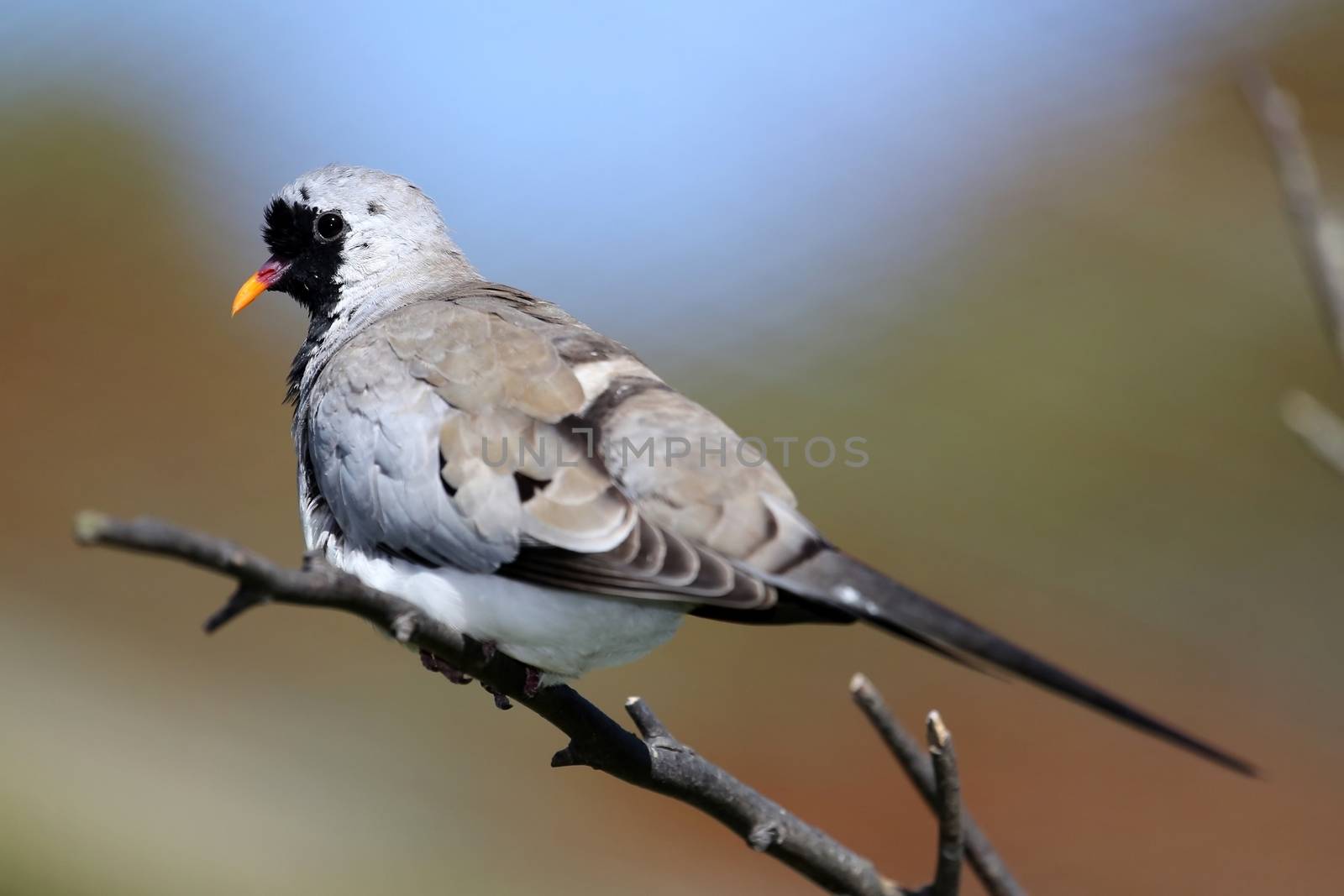 Beautiful Namaqua dove perched on a branch