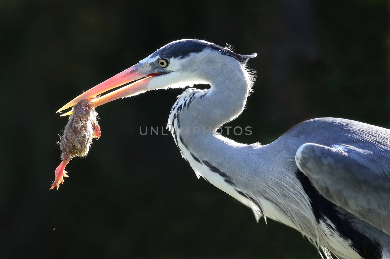 Heron bird with a chick which it has caught to eat in it's beak