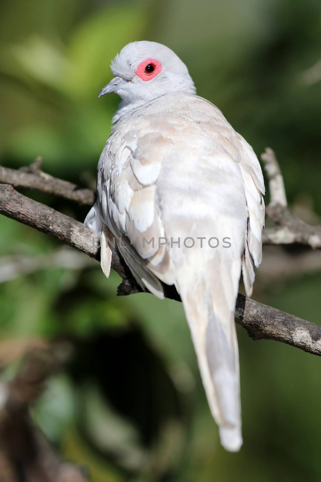 Fawn mutation of a Diamond Dove perched in a tree