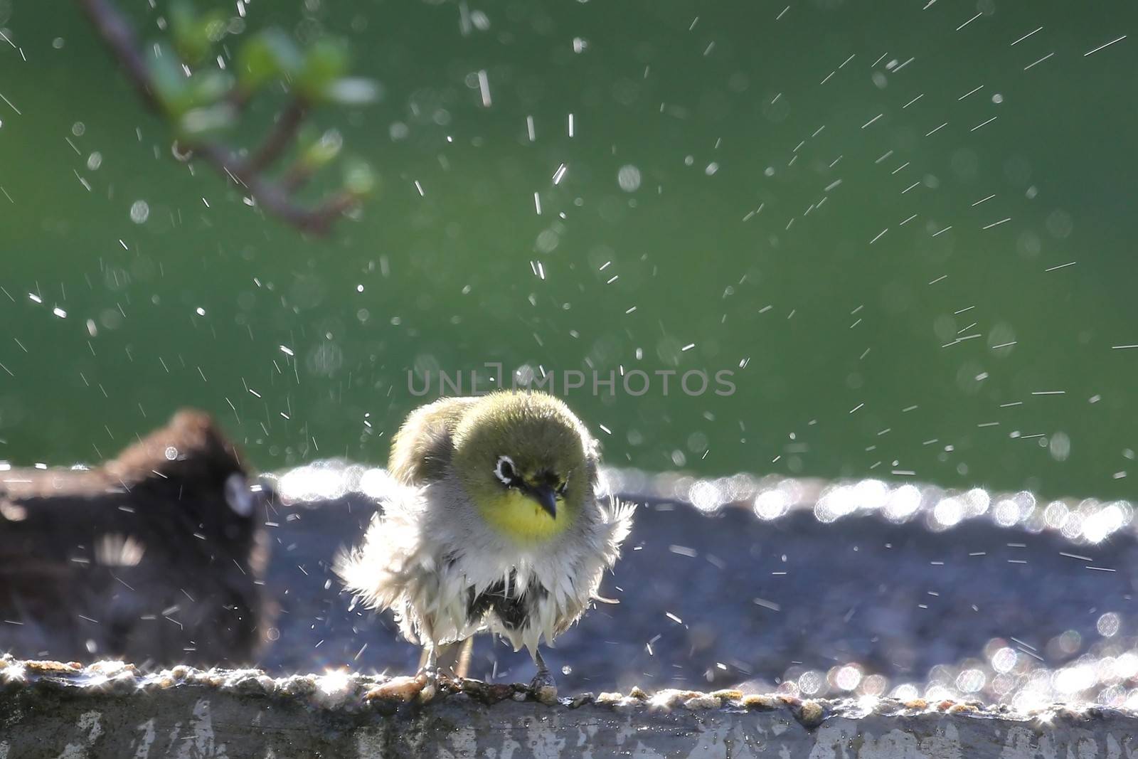 Small white-eye bird enjoying a bath in the sun