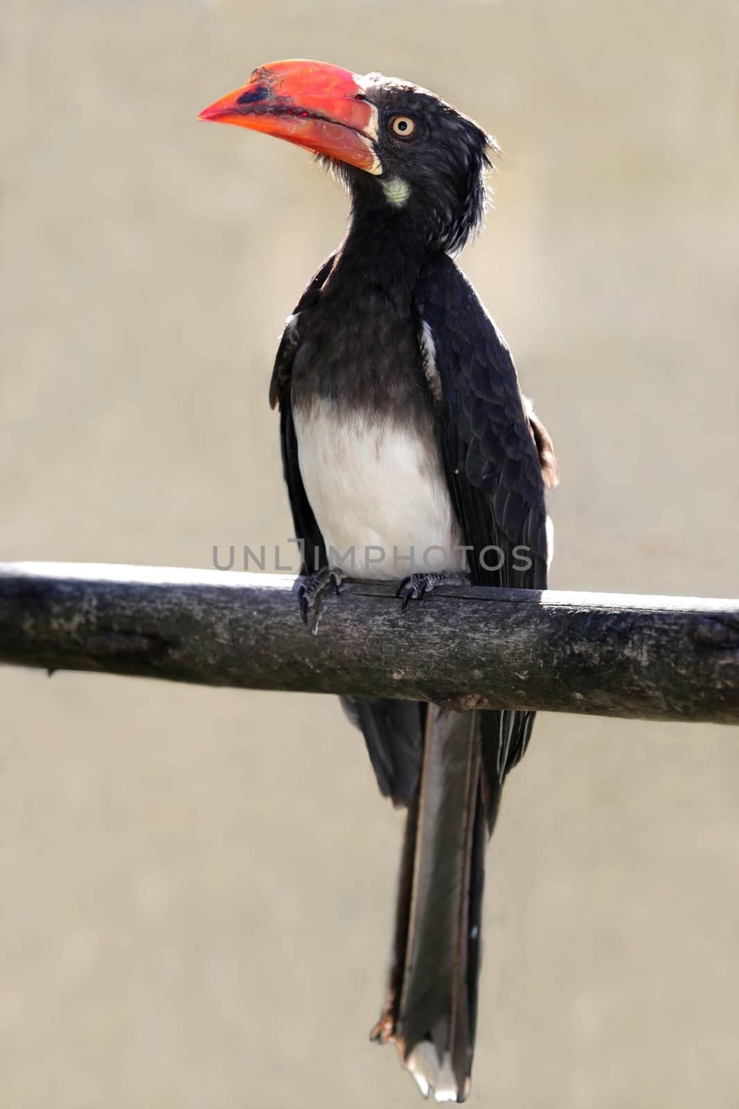 African Grey Hornbill bird by fouroaks