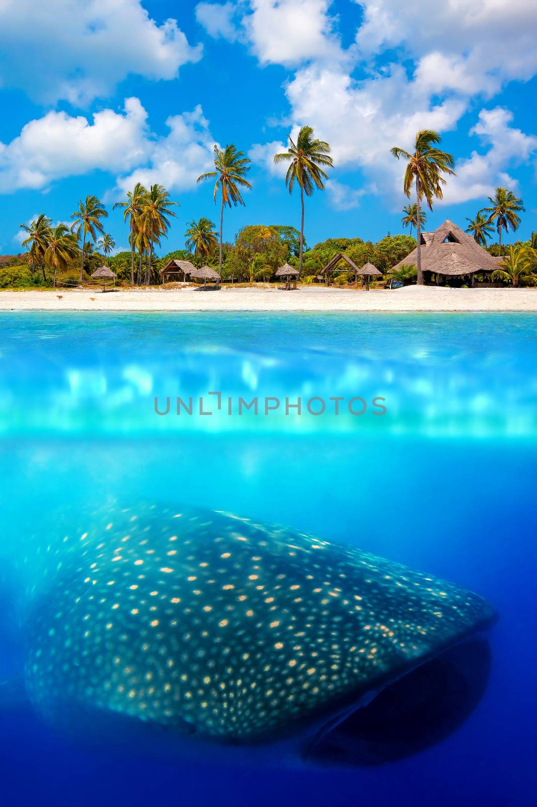 Tropical island and whale shark - above and below water