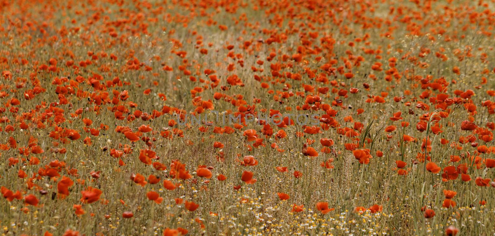 Red poppies blooming in the wild meadow