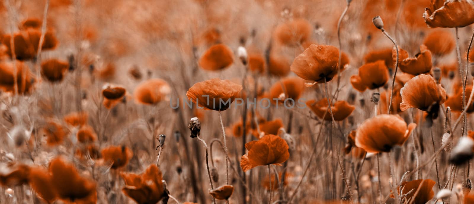 Red poppies blooming in the wild meadow - sepia tone