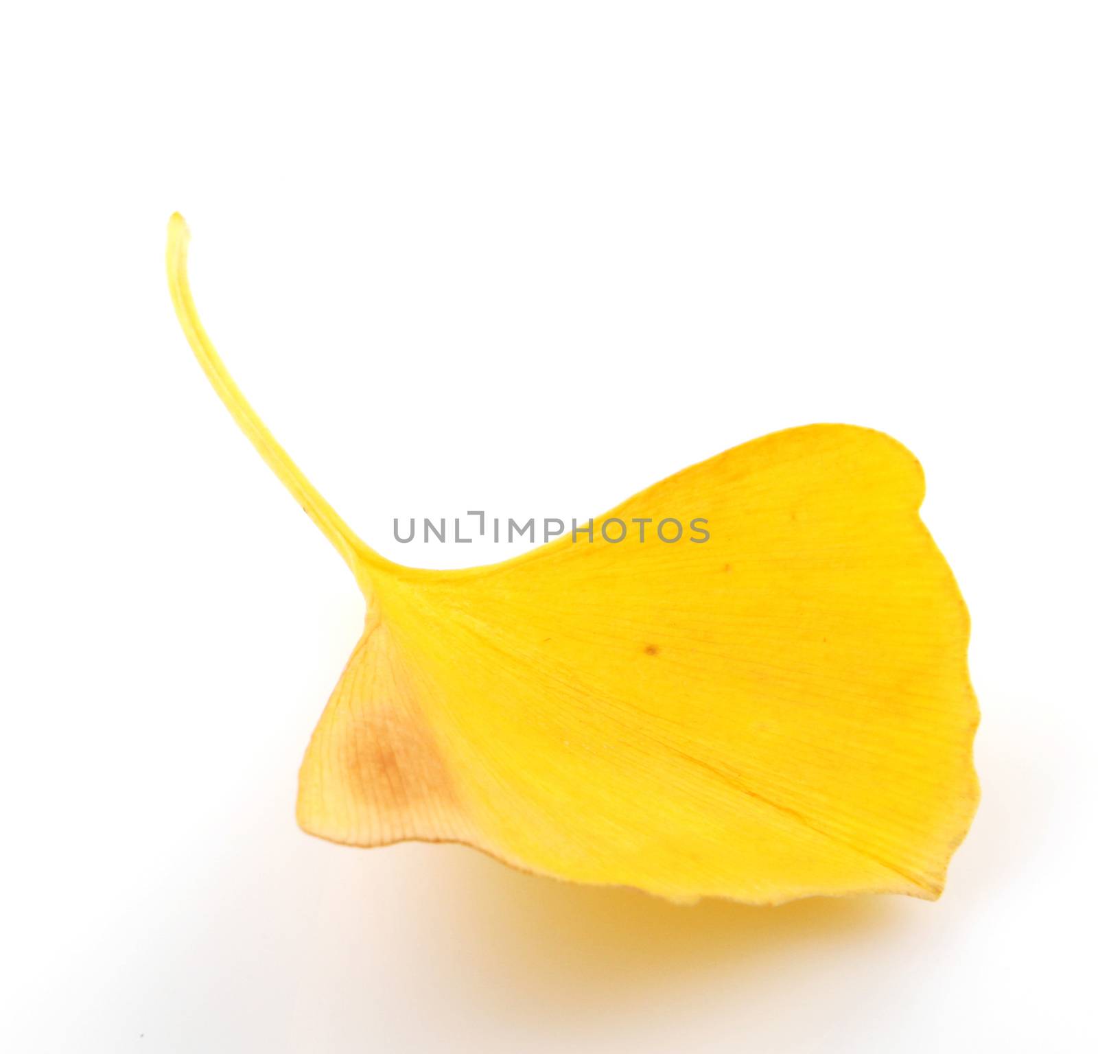 Ginkgo Biloba Leaves On White Background