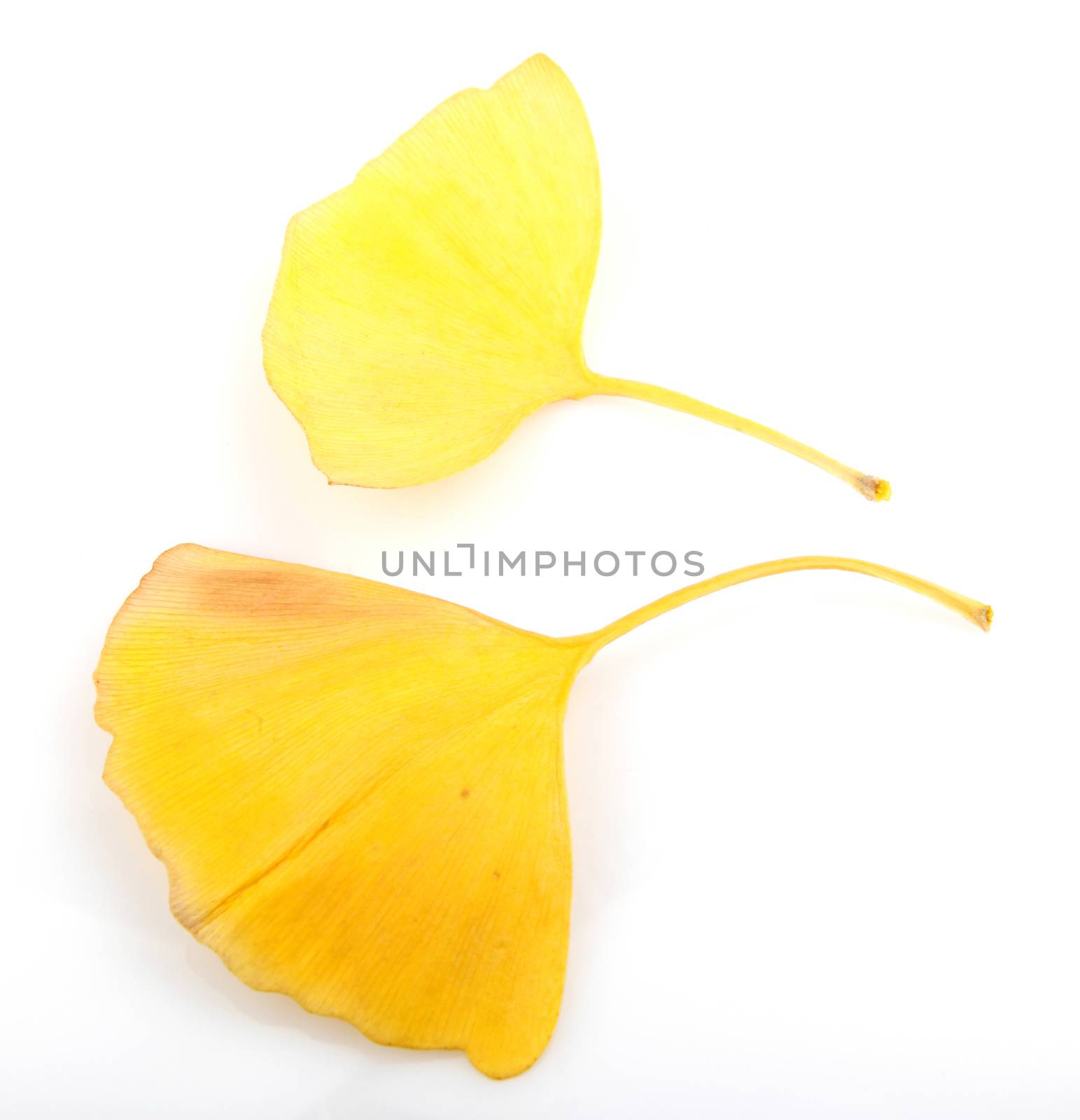 Ginkgo Biloba Leaves On White Background