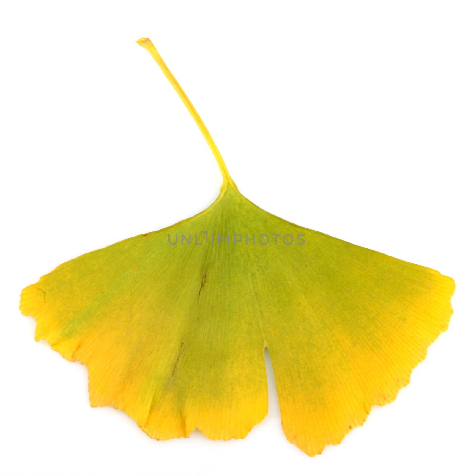 Ginkgo Biloba Leaves On White Background