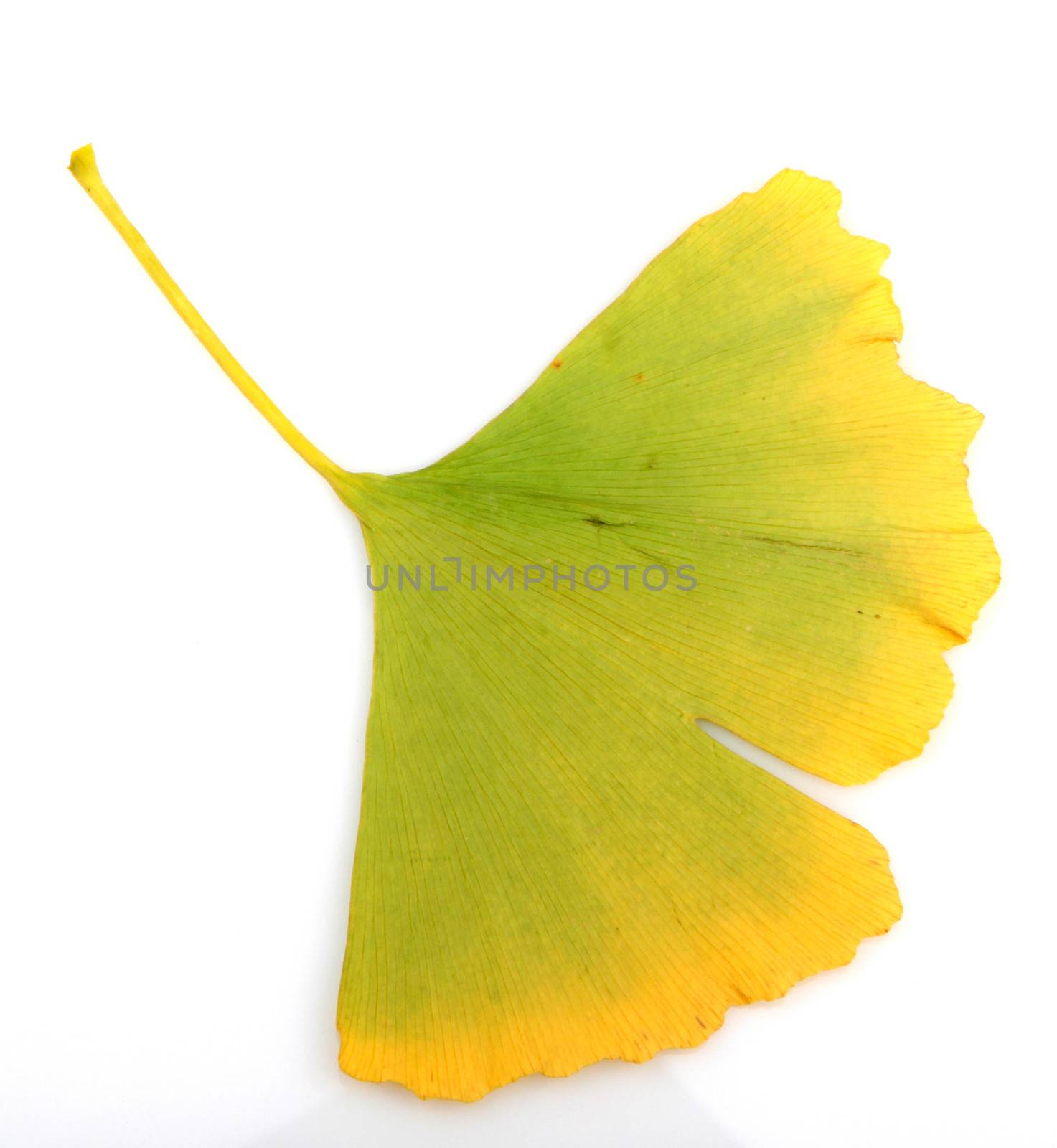 Ginkgo Biloba Leaves On White Background