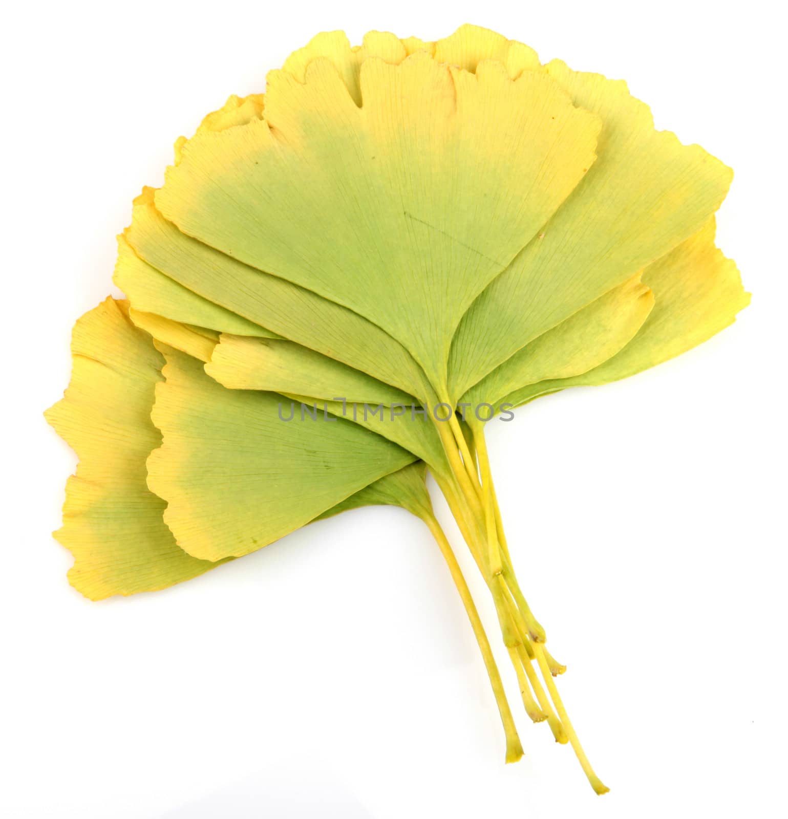 Ginkgo Biloba Leaves On White Background