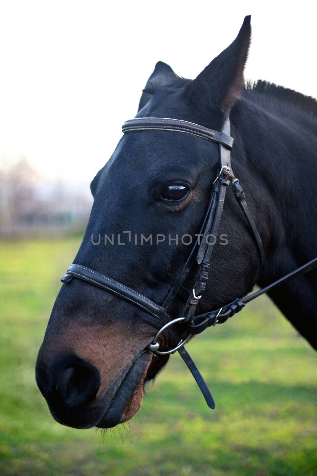 Photo horses close-up on the green field