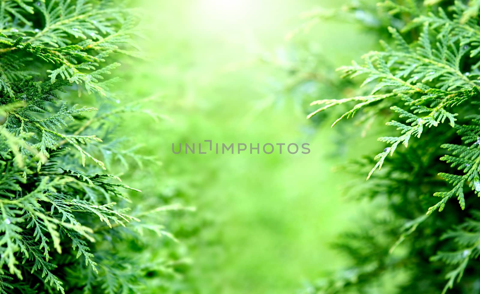 Blurred Summer green background with greenery foliage
