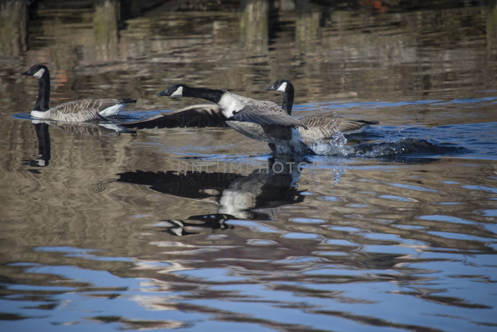 Image series. The images are shot by the Tista river in Halden, Norway when the goose is about to fly from the river. March 2013.