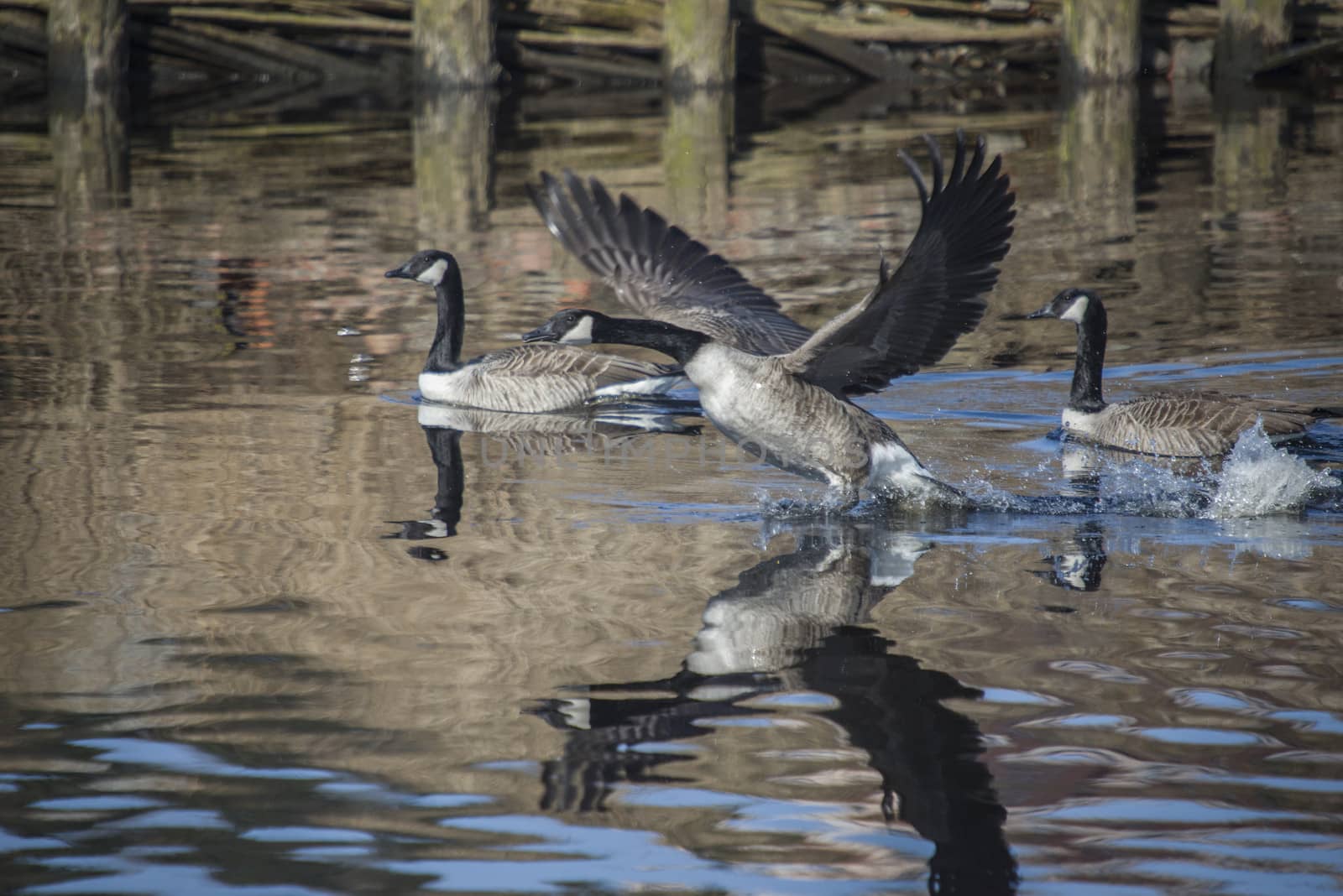 Image series. The images are shot by the Tista river in Halden, Norway when the goose is about to fly from the river. March 2013.