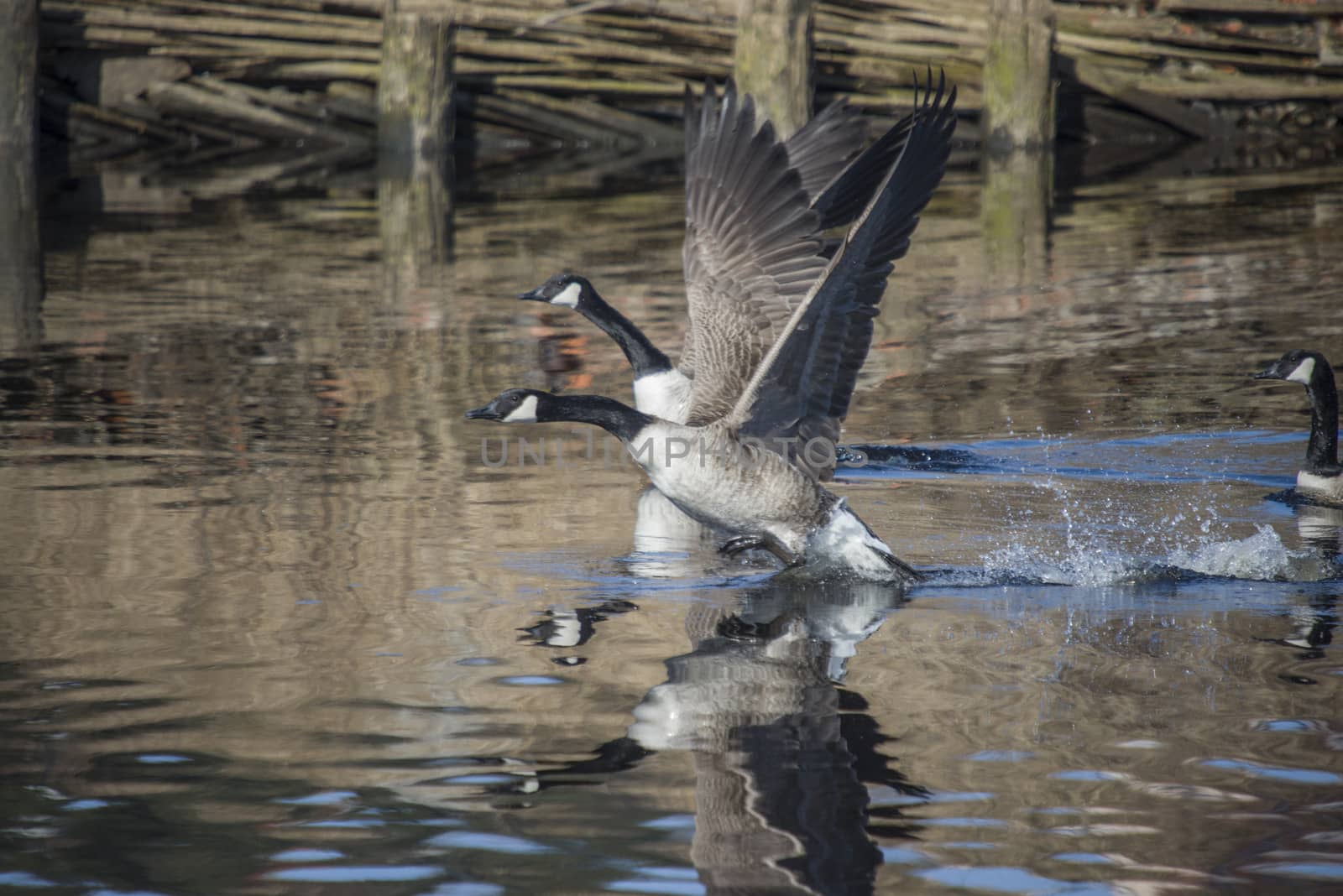 Image series. The images are shot by the Tista river in Halden, Norway when the goose is about to fly from the river. March 2013.