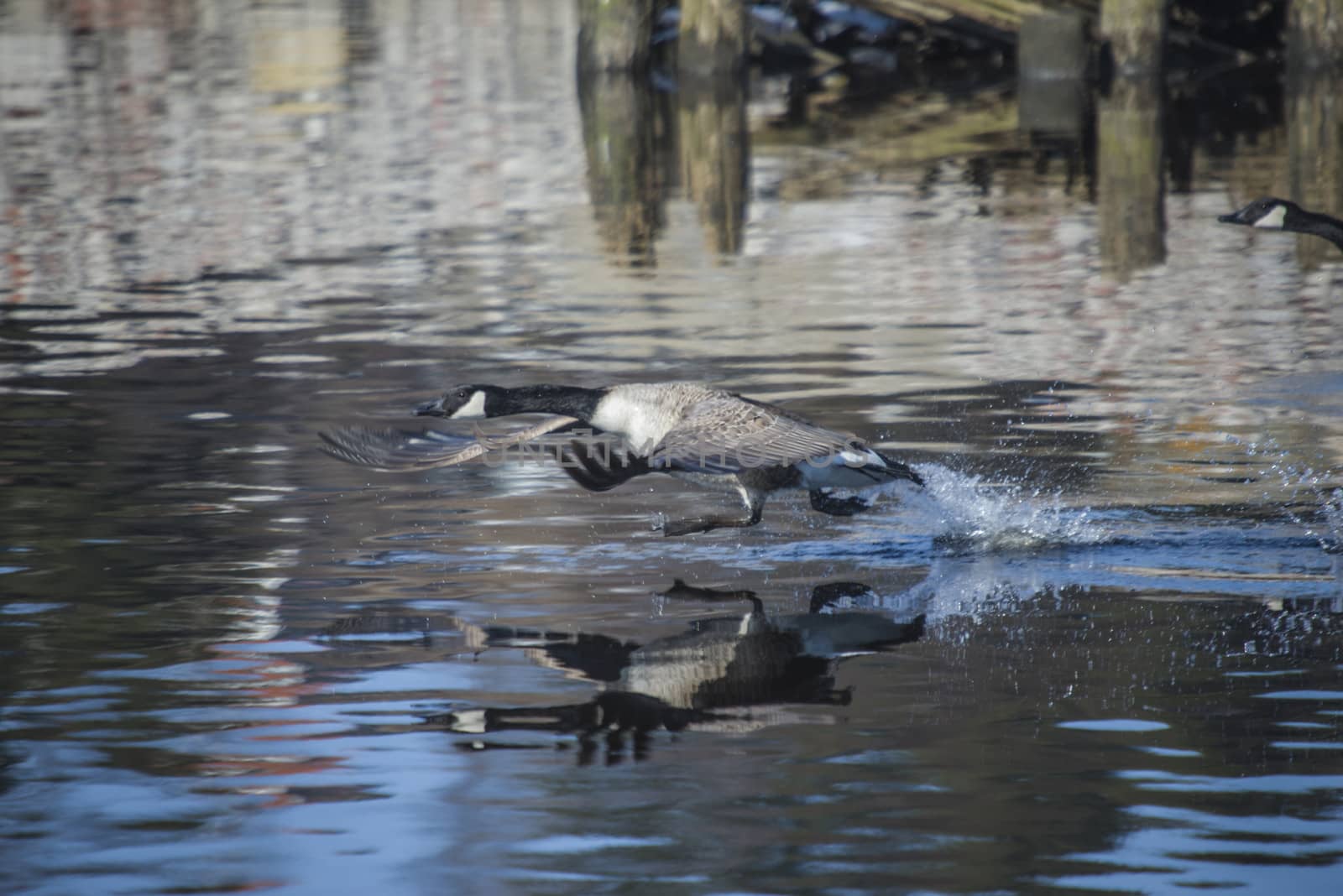 Image series. The images are shot by the Tista river in Halden, Norway when the goose is about to fly from the river. March 2013.