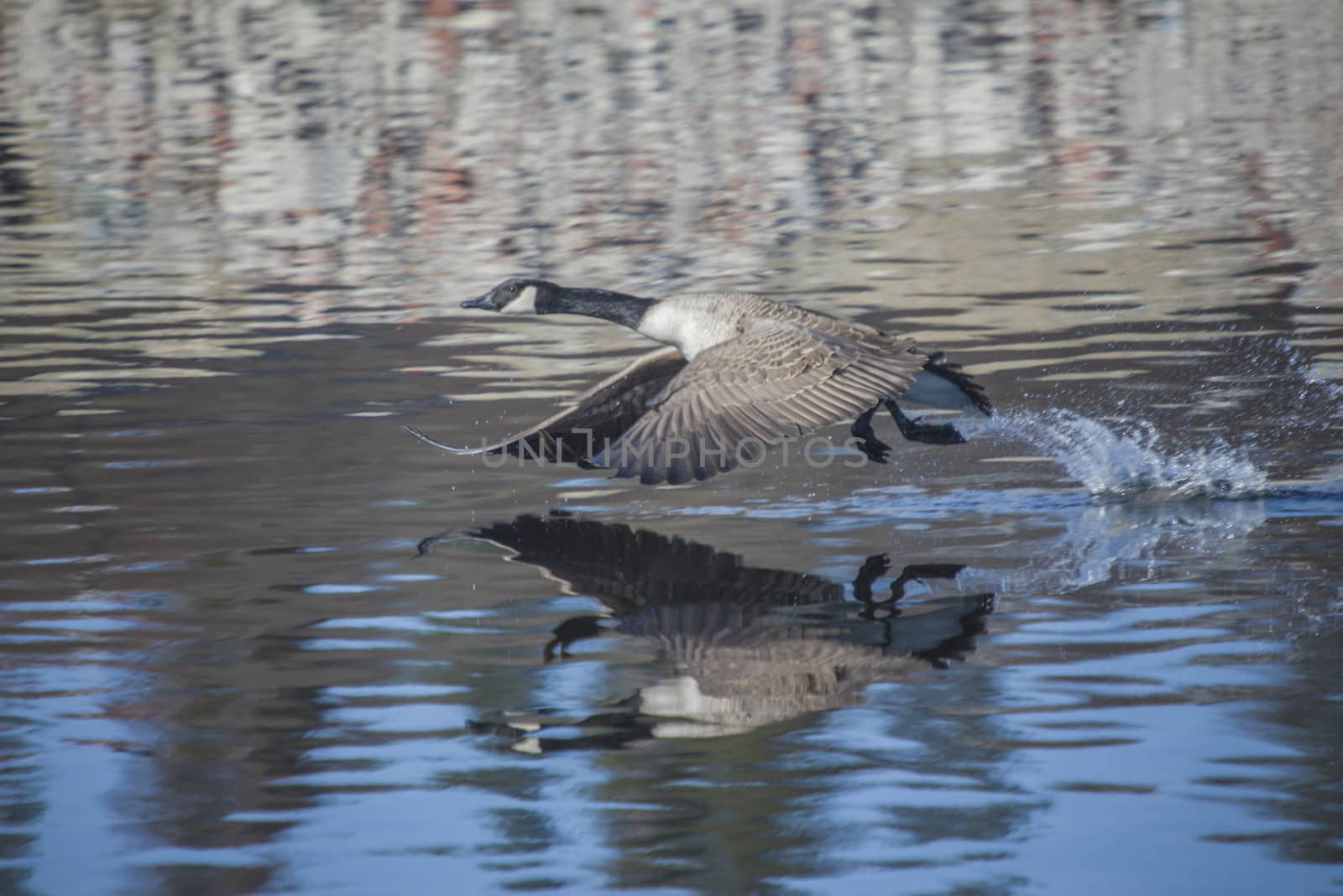 Image series. The images are shot by the Tista river in Halden, Norway when the goose is about to fly from the river. March 2013.