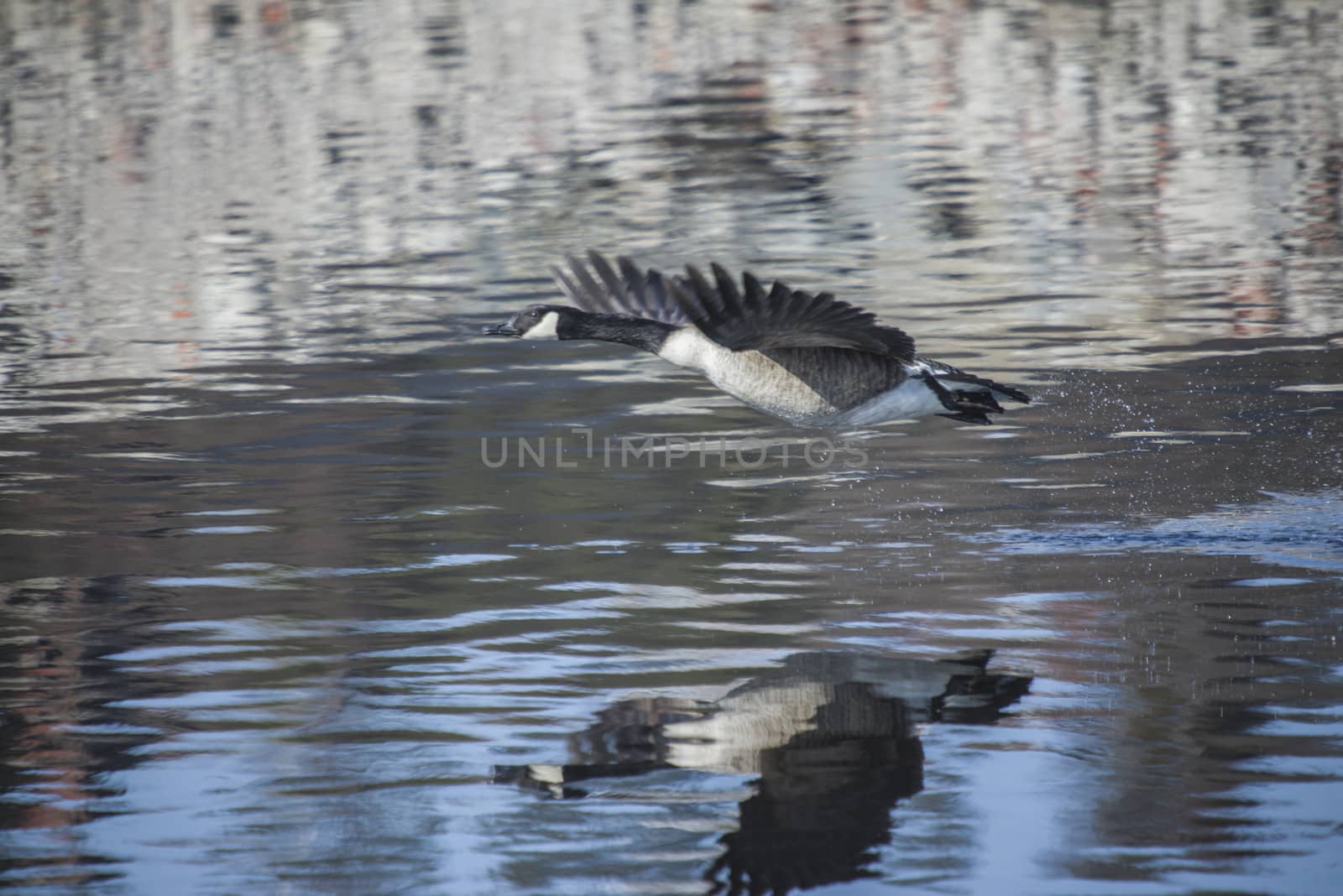 Image series. The images are shot by the Tista river in Halden, Norway when the goose is about to fly from the river. March 2013.