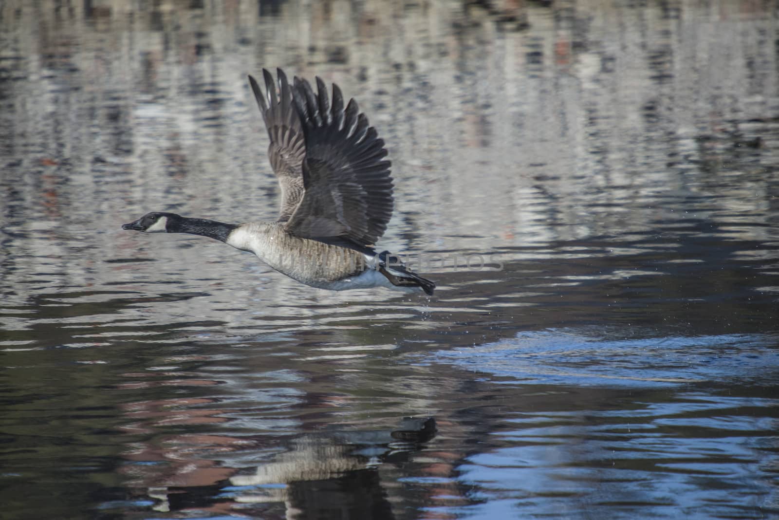 Image series. The images are shot by the Tista river in Halden, Norway when the goose is about to fly from the river. March 2013.