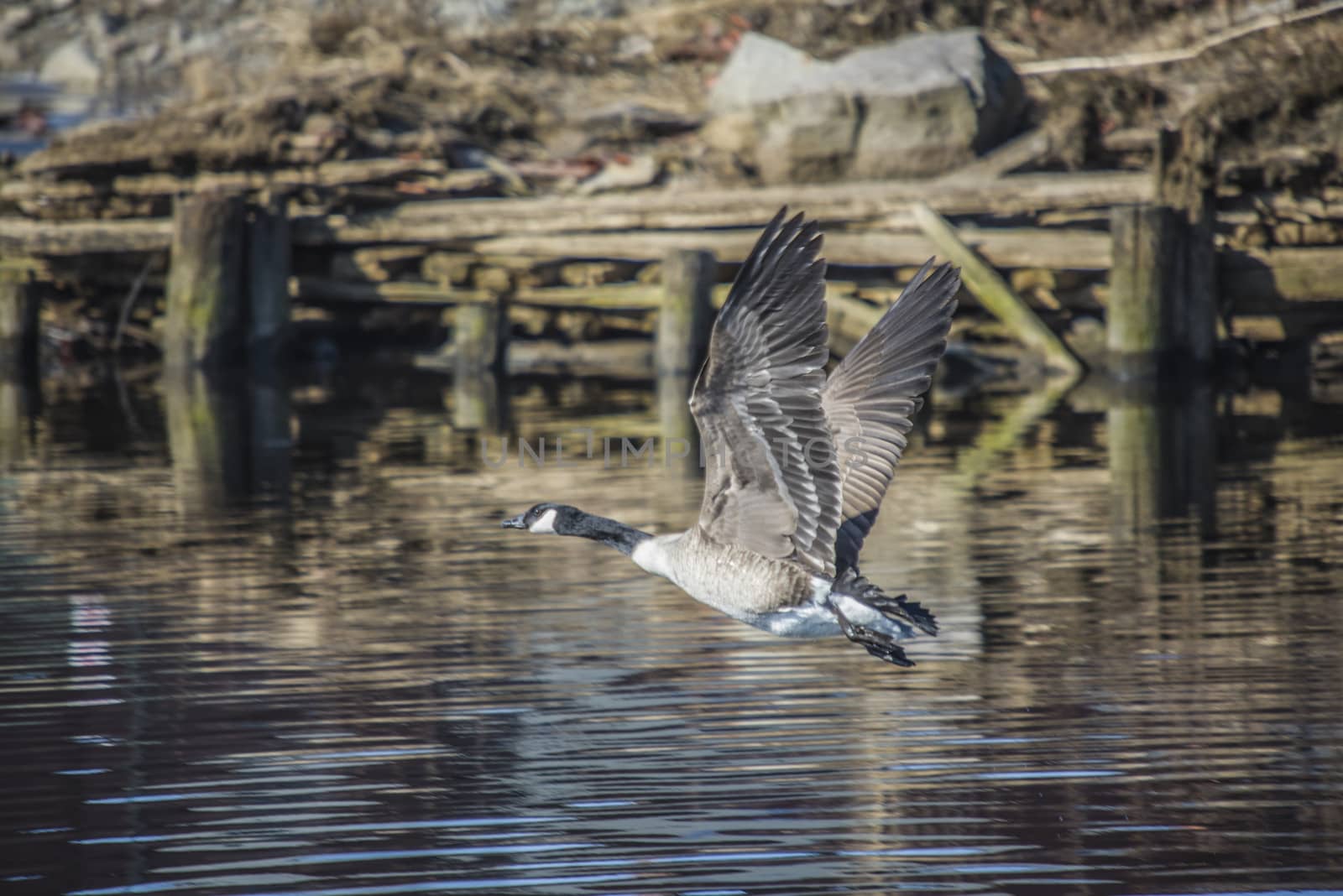 canada goose, branta canadensis flying, image 14 by steirus