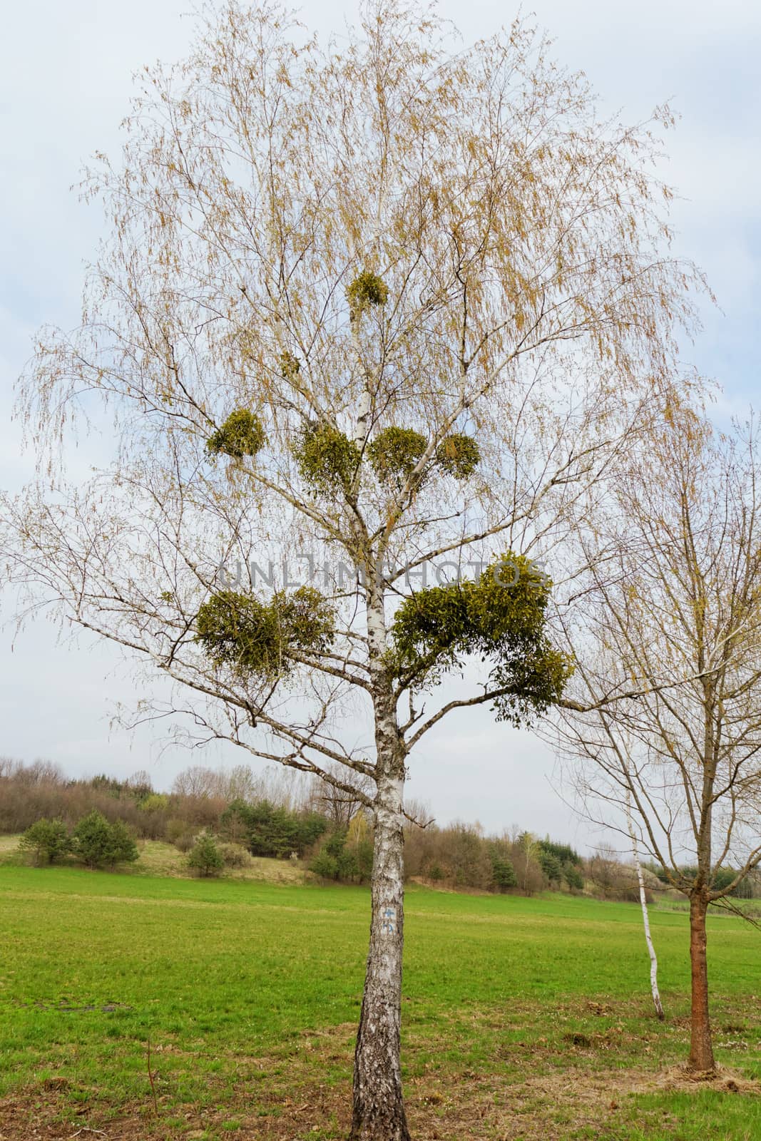 mistletoe on the tree