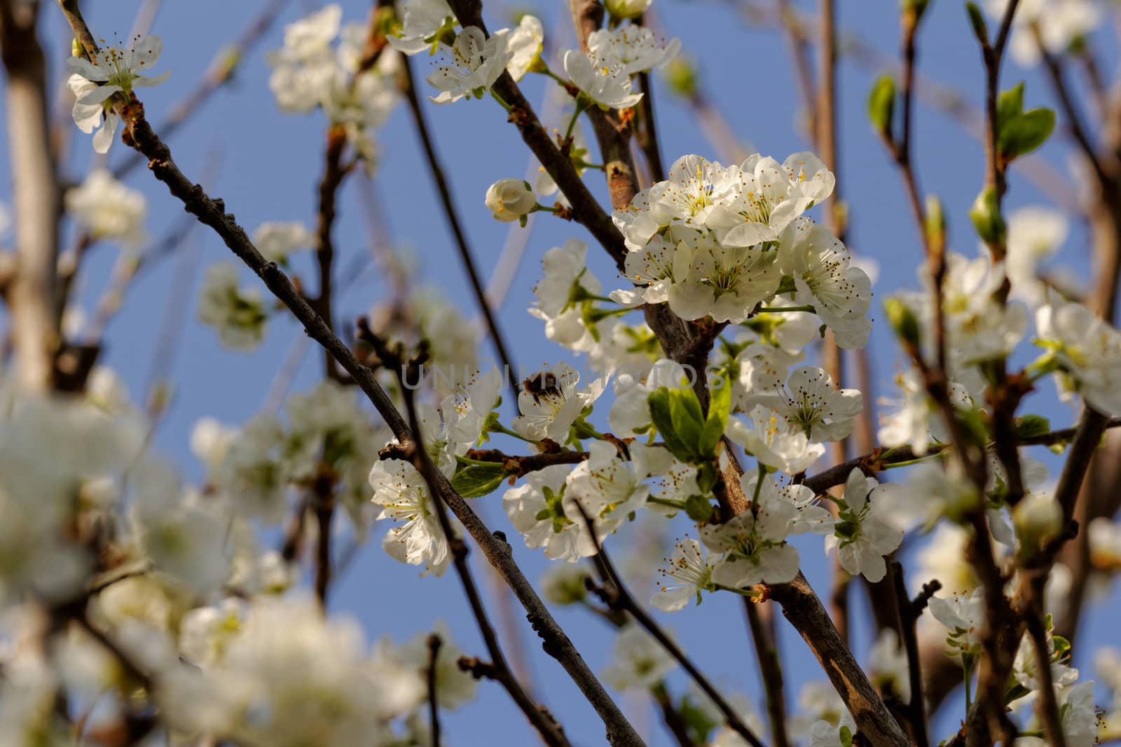 blossom cherry tree with bee by NagyDodo