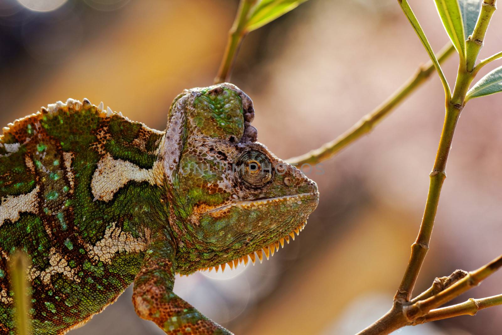 Chamaeleo calyptratus by NagyDodo