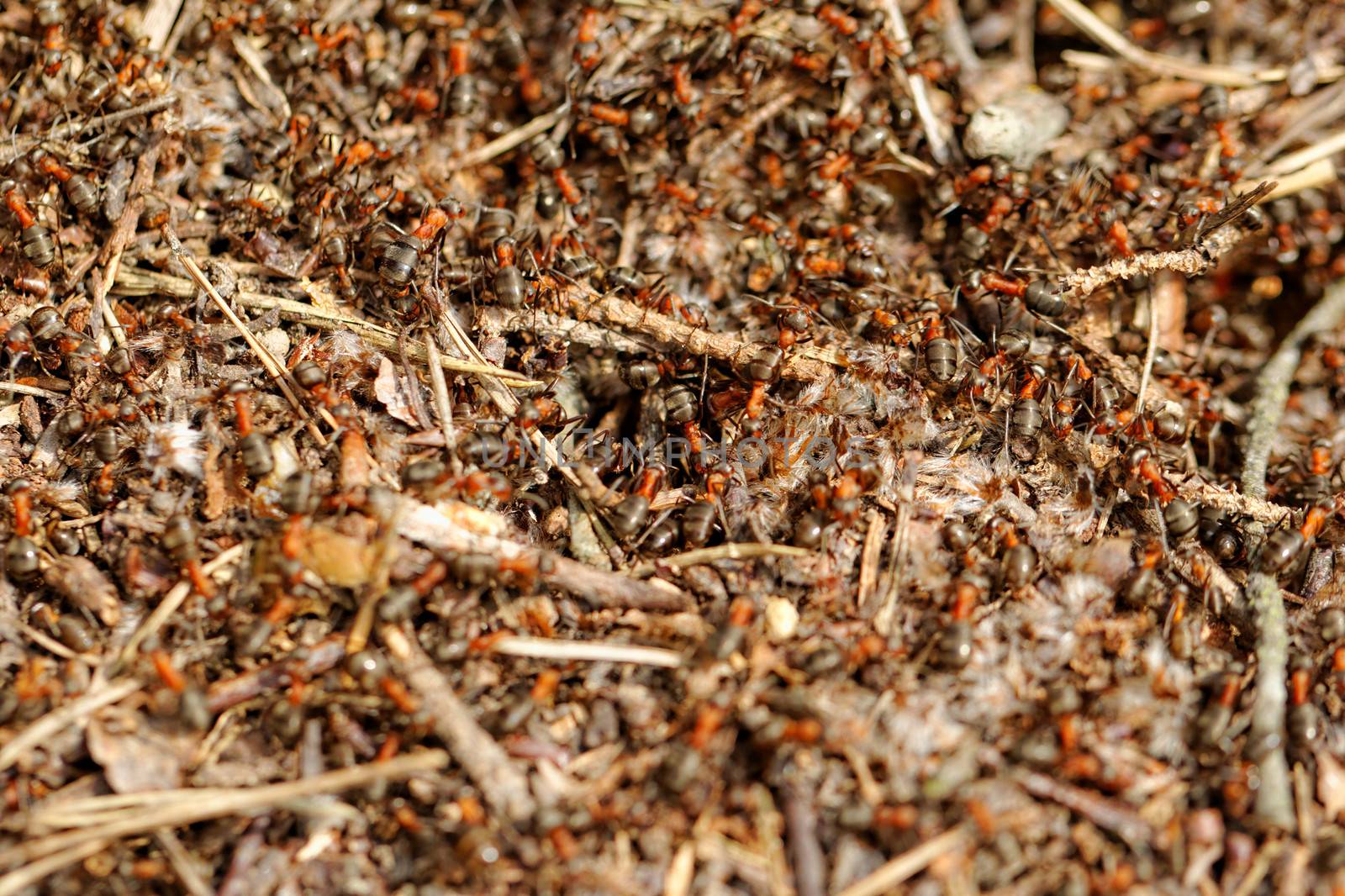 ants and ant hill