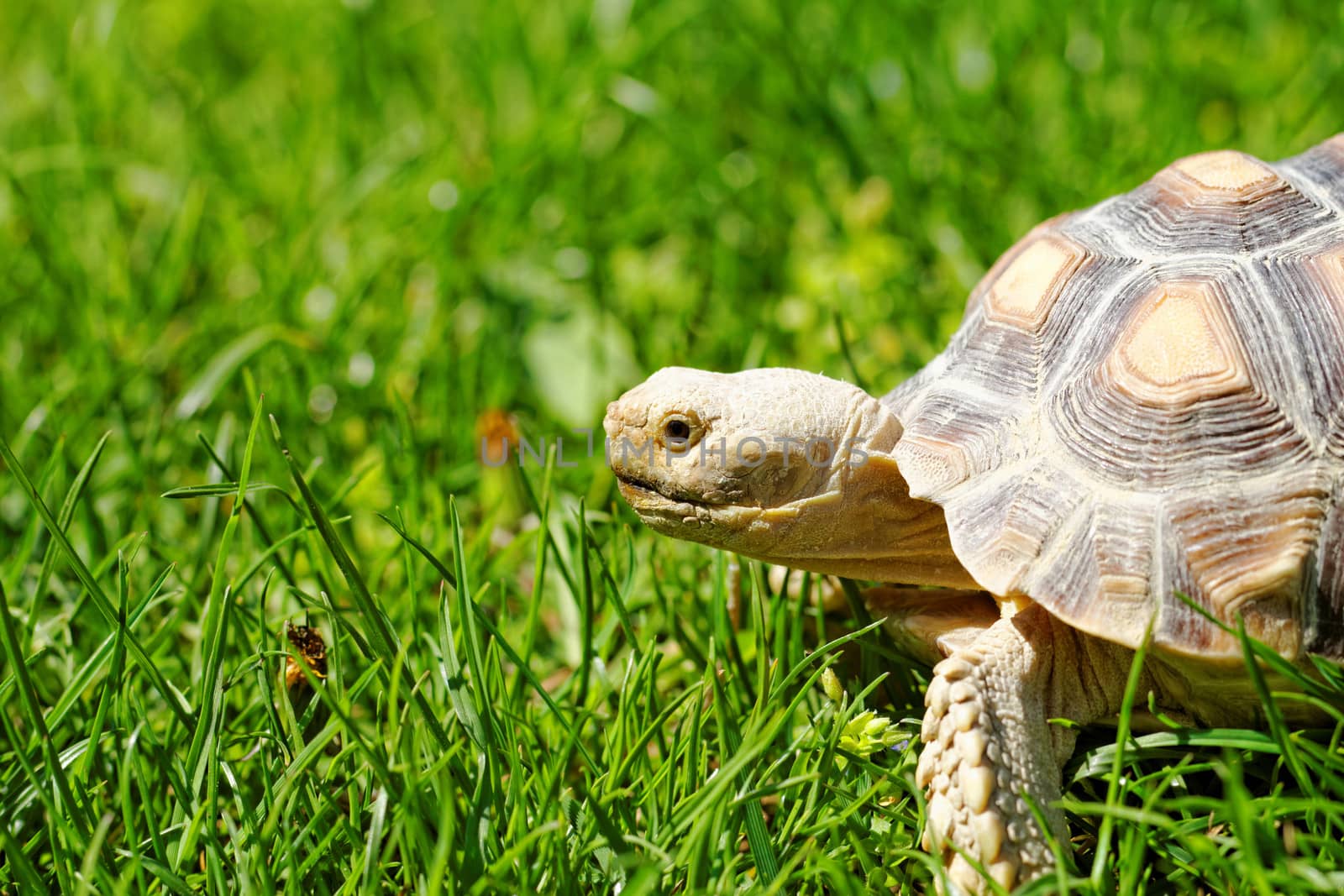 African Spurred Tortoise (Geochelone sulcata) in the garden