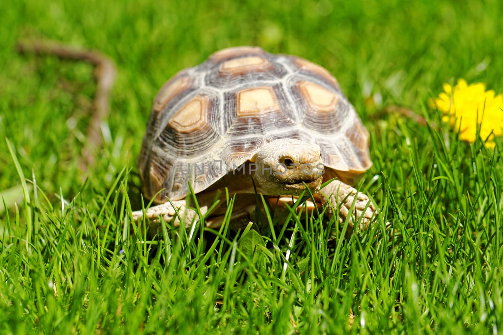 African Spurred Tortoise by NagyDodo